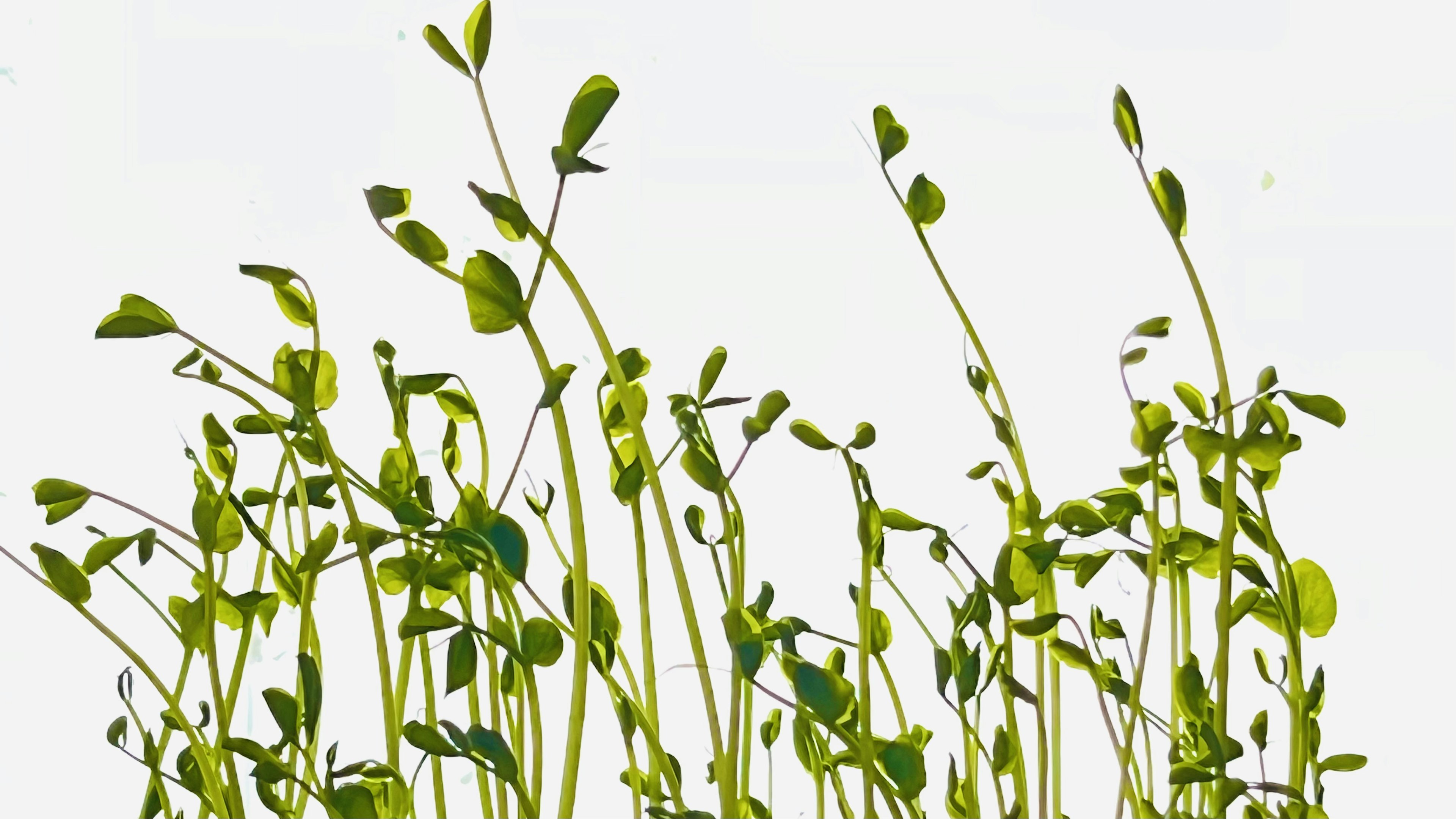 緑の若い植物が白い背景に立っている