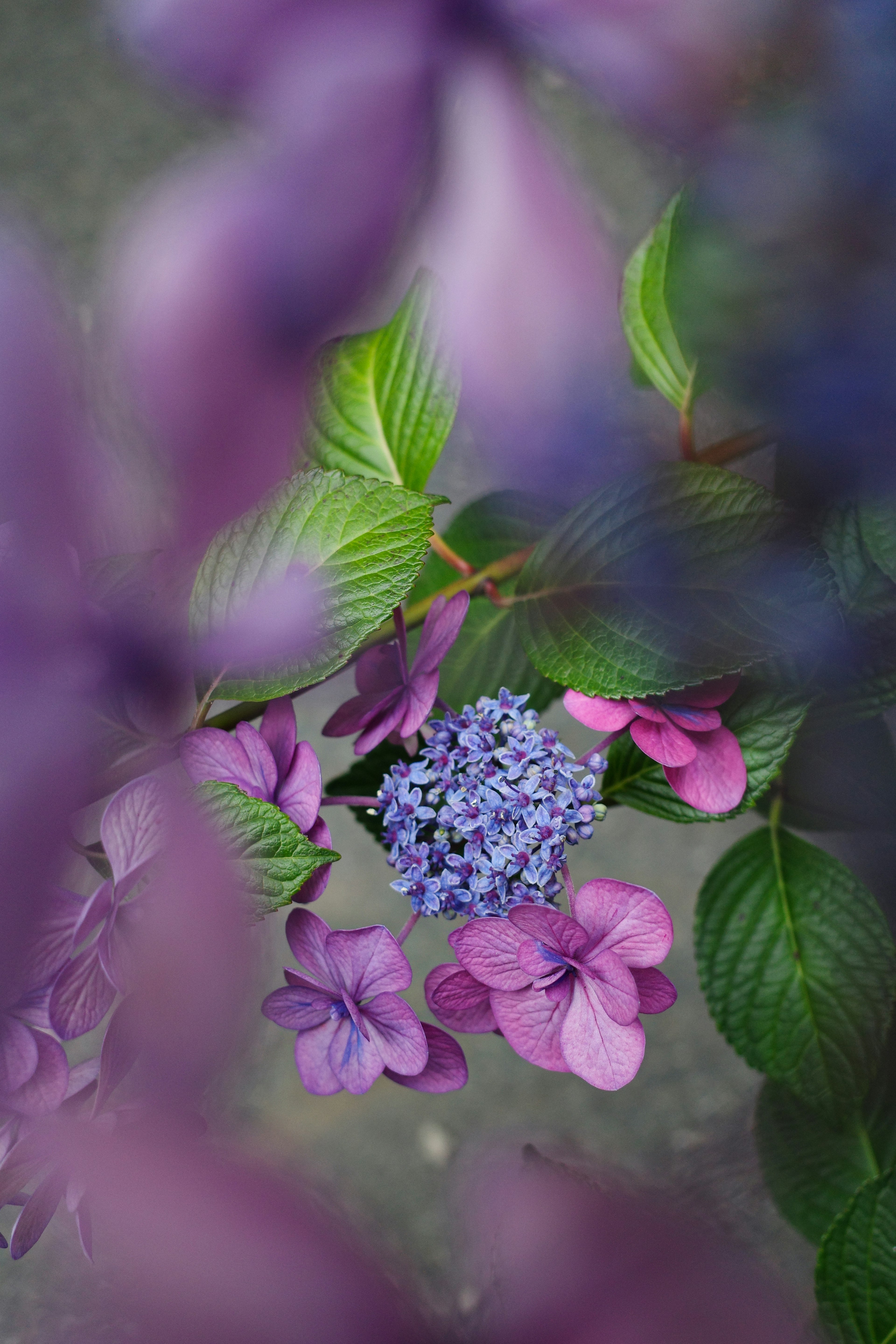 Scène magnifique de fleurs violettes et de feuilles vertes qui se chevauchent