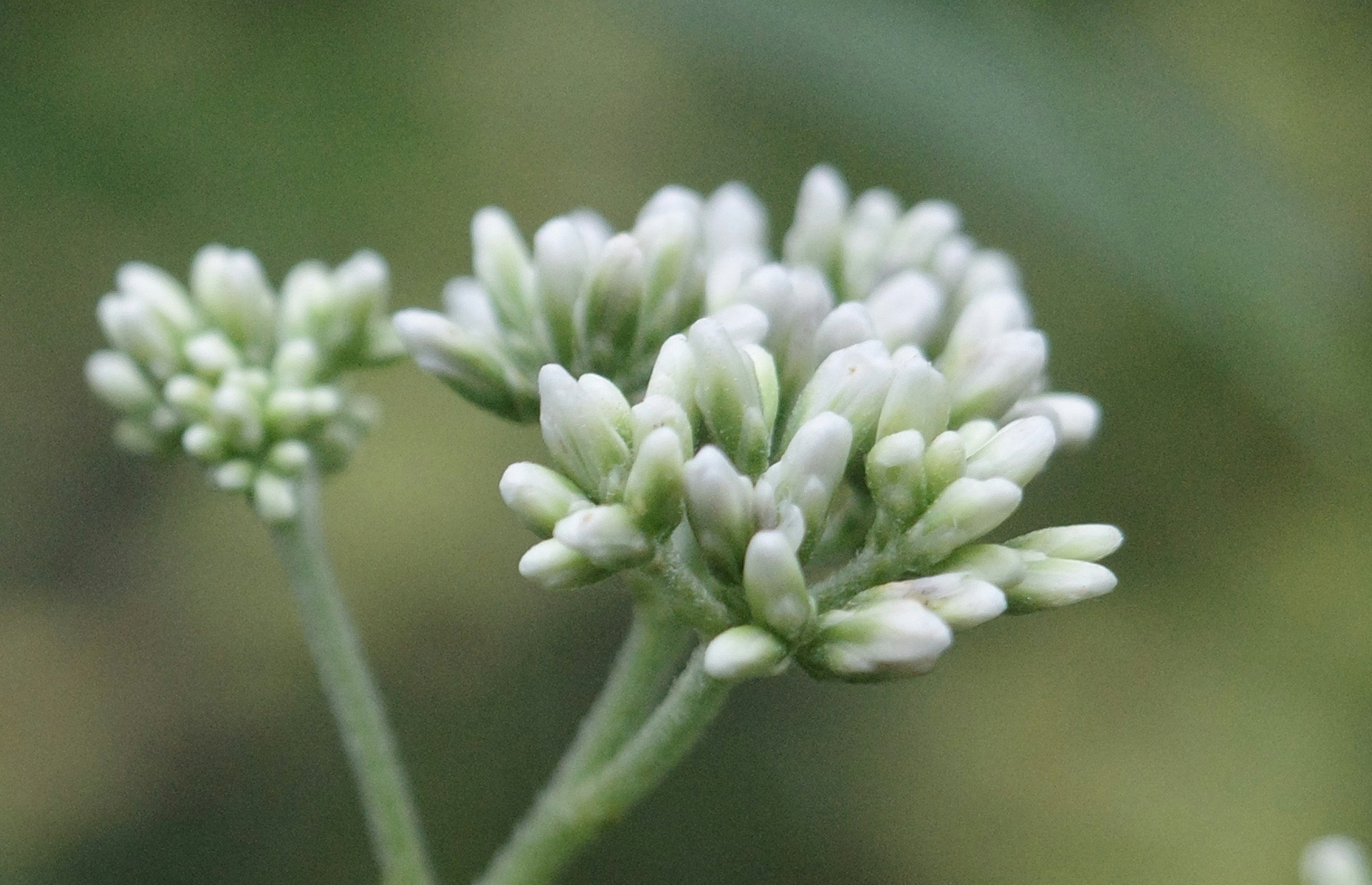 Racimo de pequeños botones de flores blancas