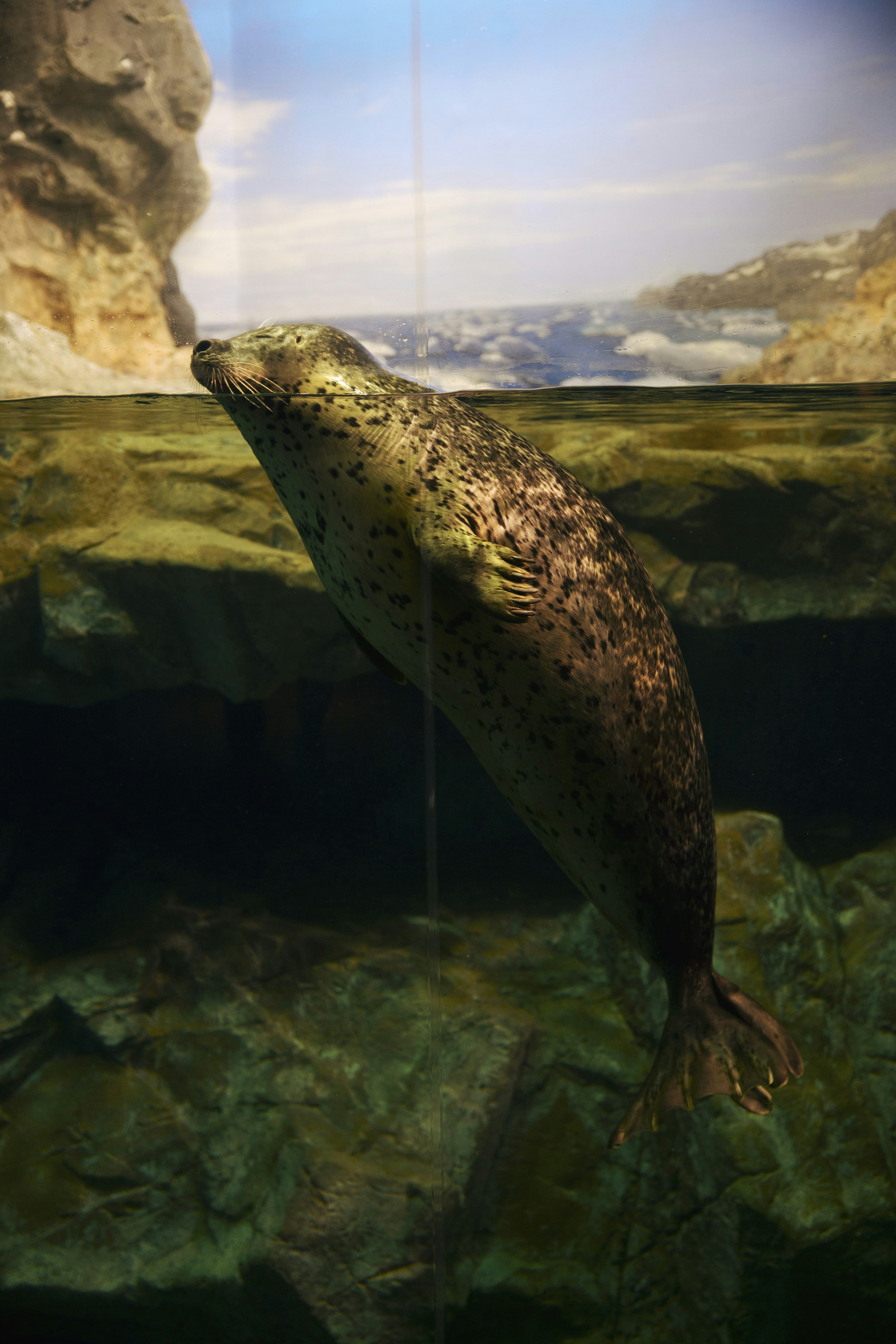 Image of a seal swimming underwater