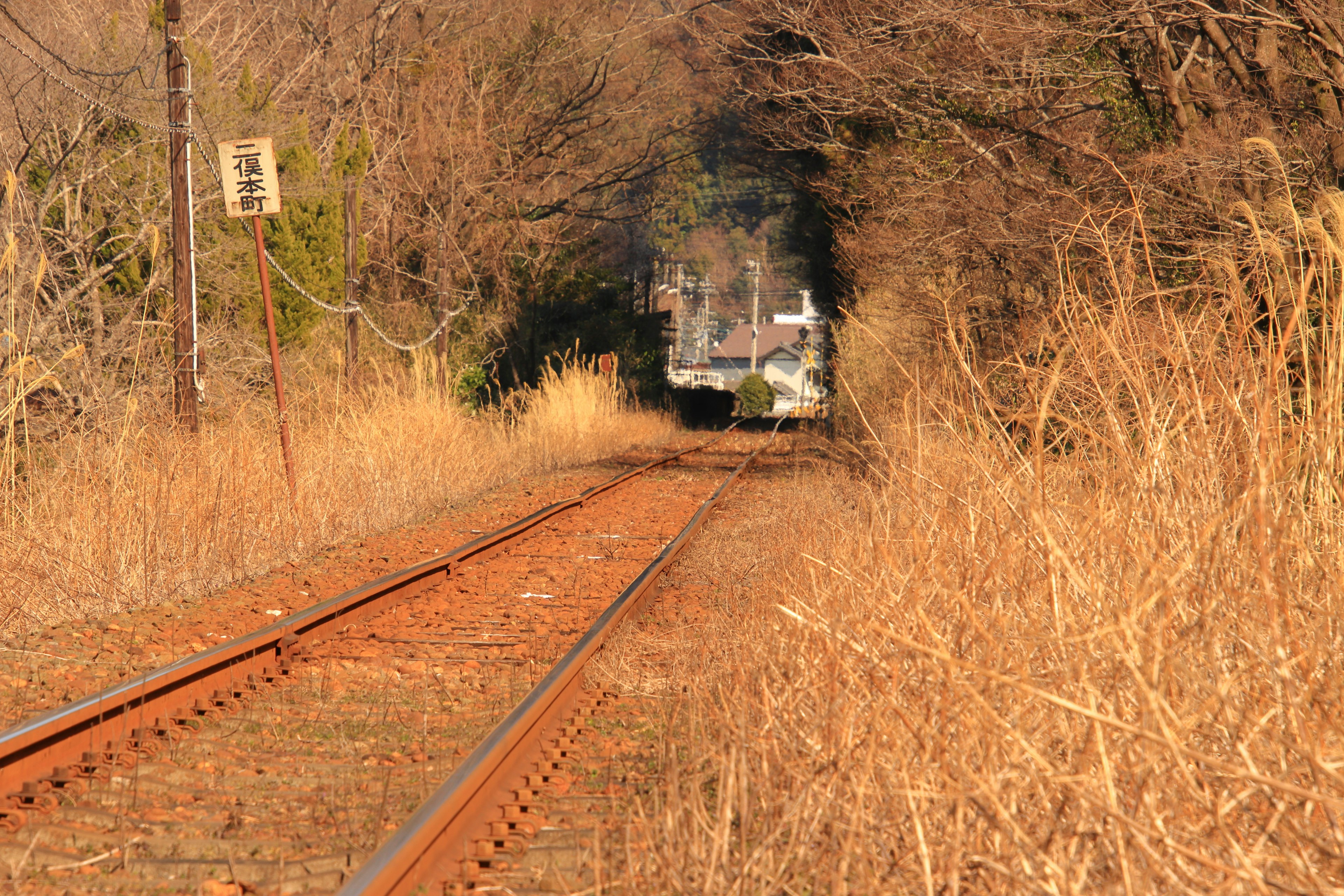 A train approaching in a landscape with overgrown grass along the railway