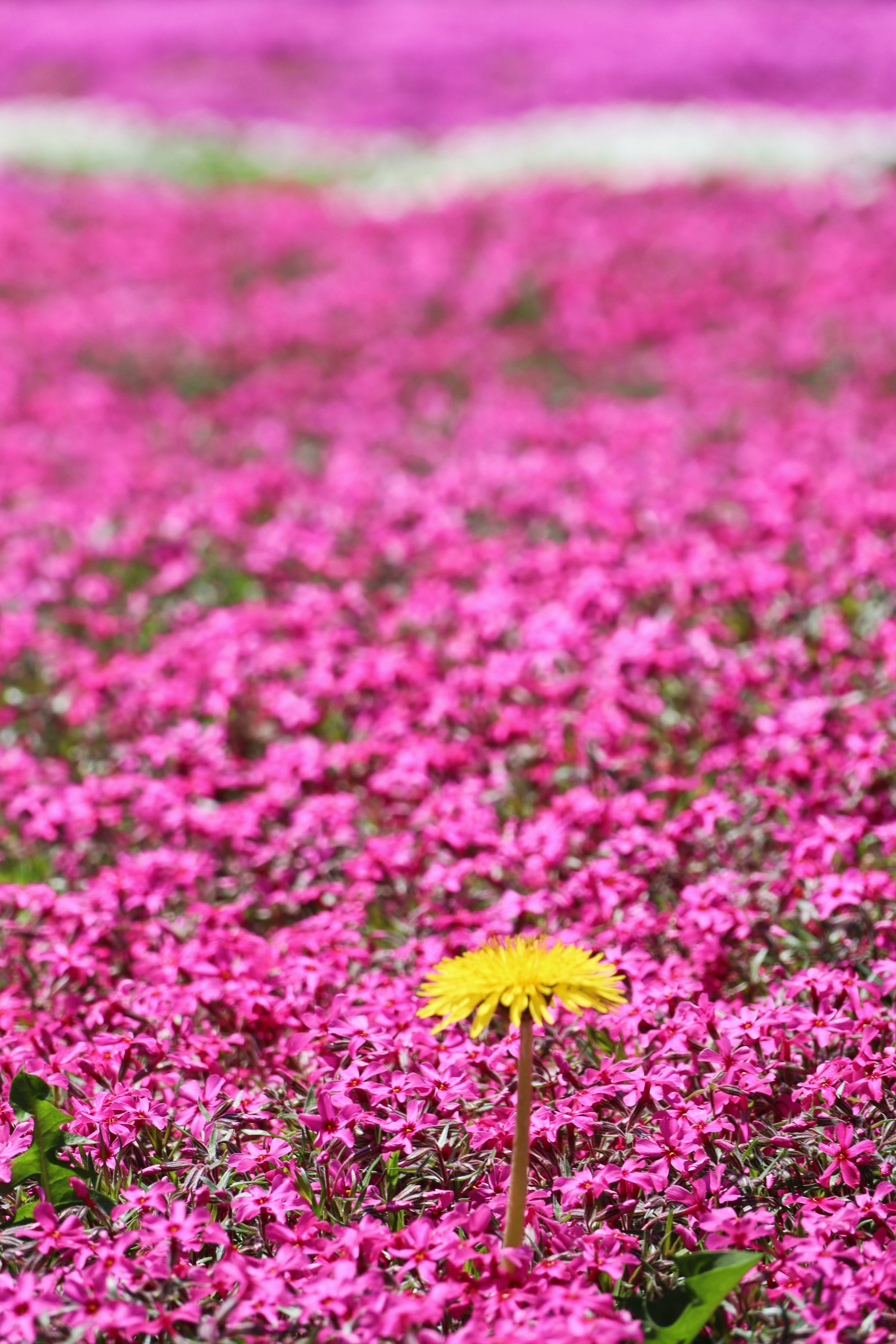 Un singolo fiore giallo circondato da fiori rosa vivaci