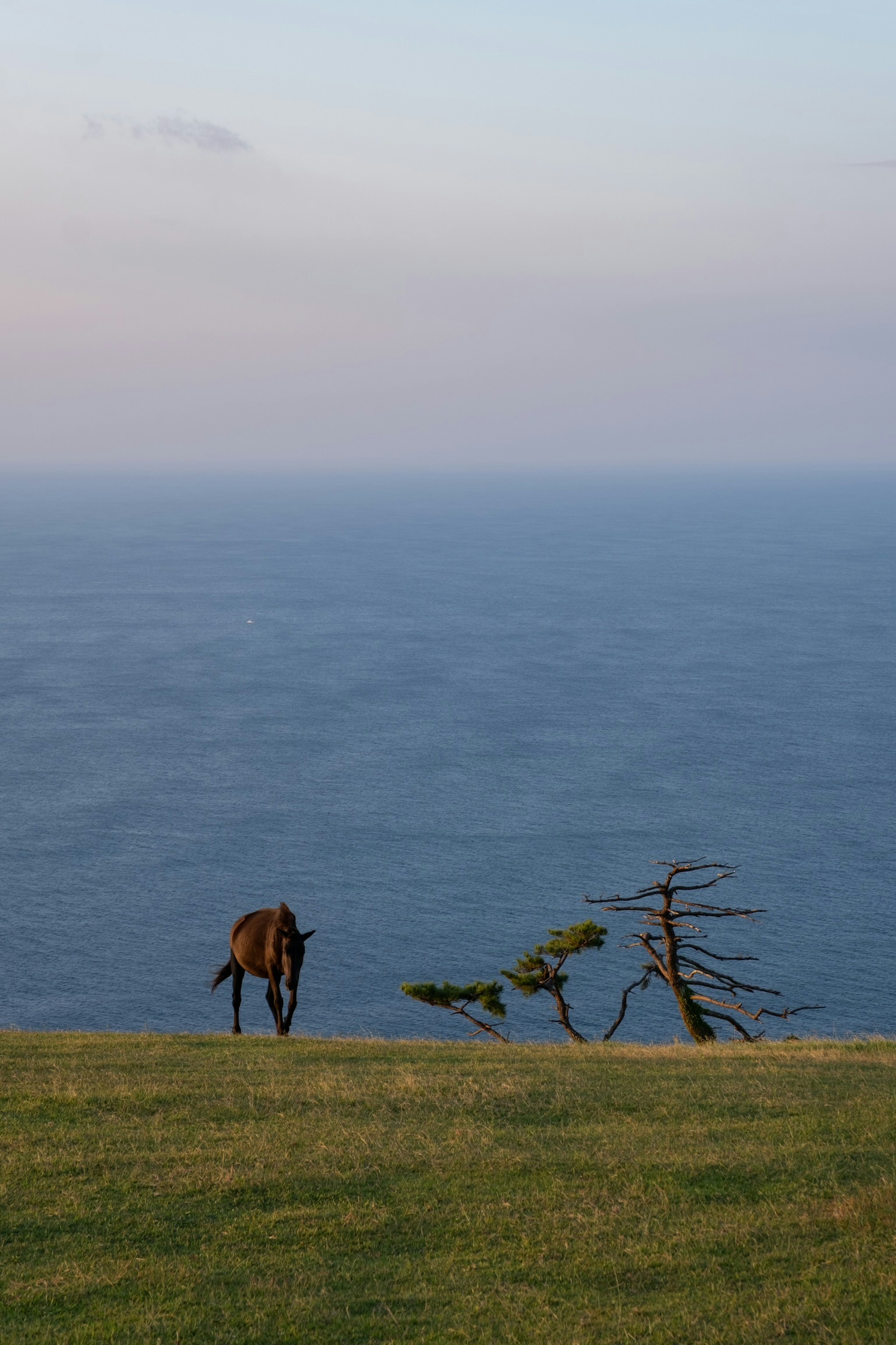 海の近くの草原で草を食べる馬