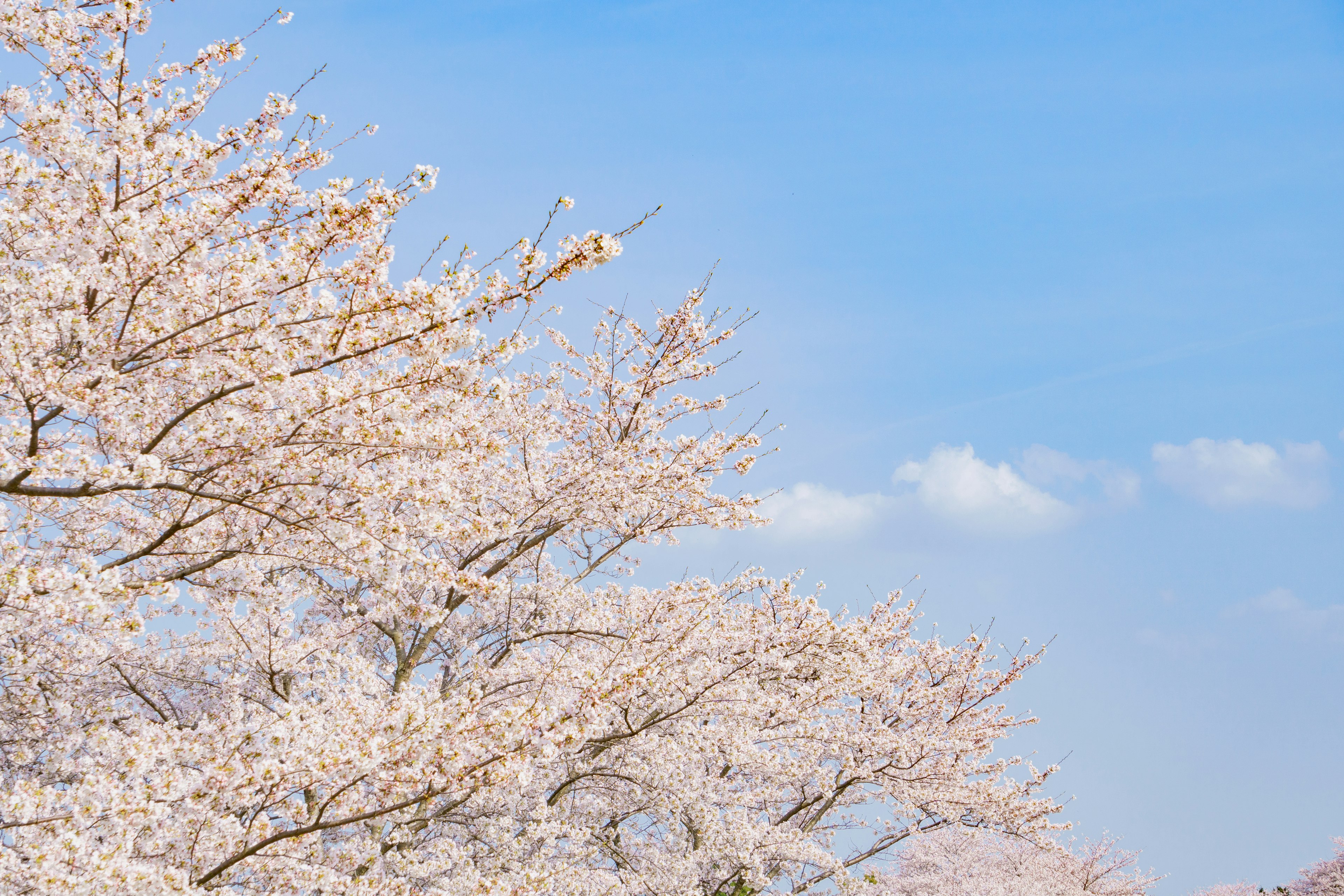 Kirschblüten blühen vor einem blauen Himmel