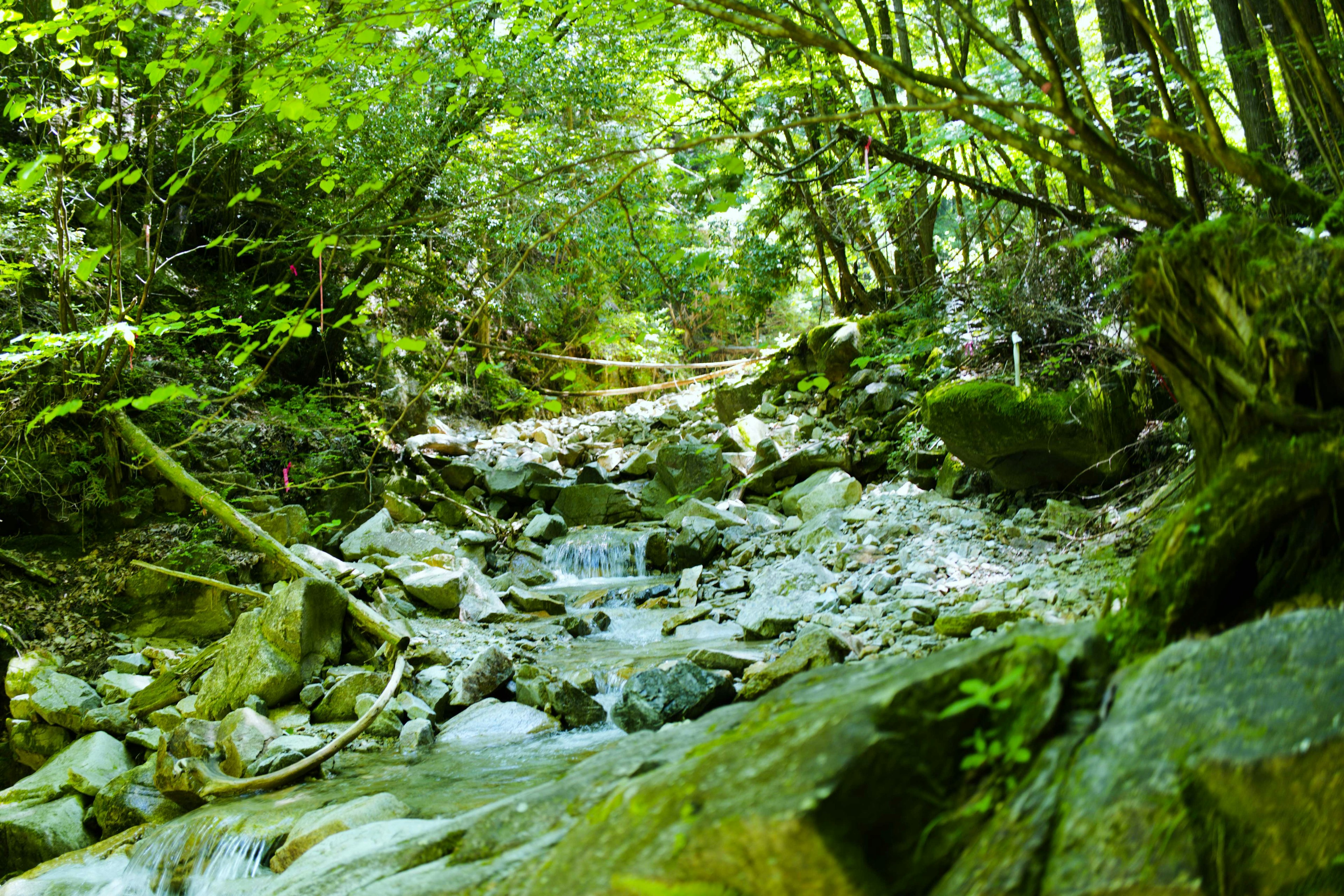 緑に囲まれた小川の風景 岩と水流が見える