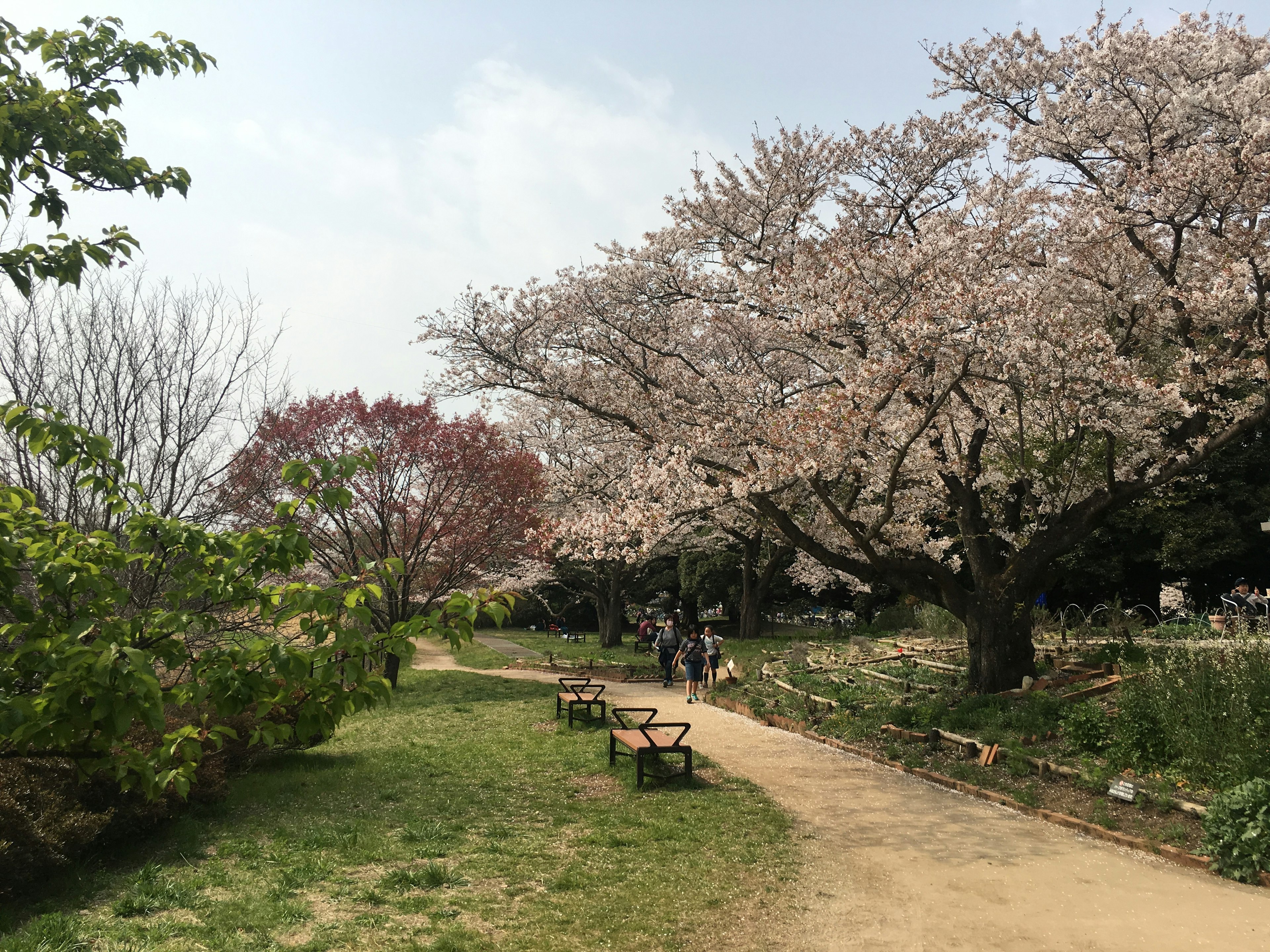 桜の木が咲く公園の小道で人々が散歩している風景