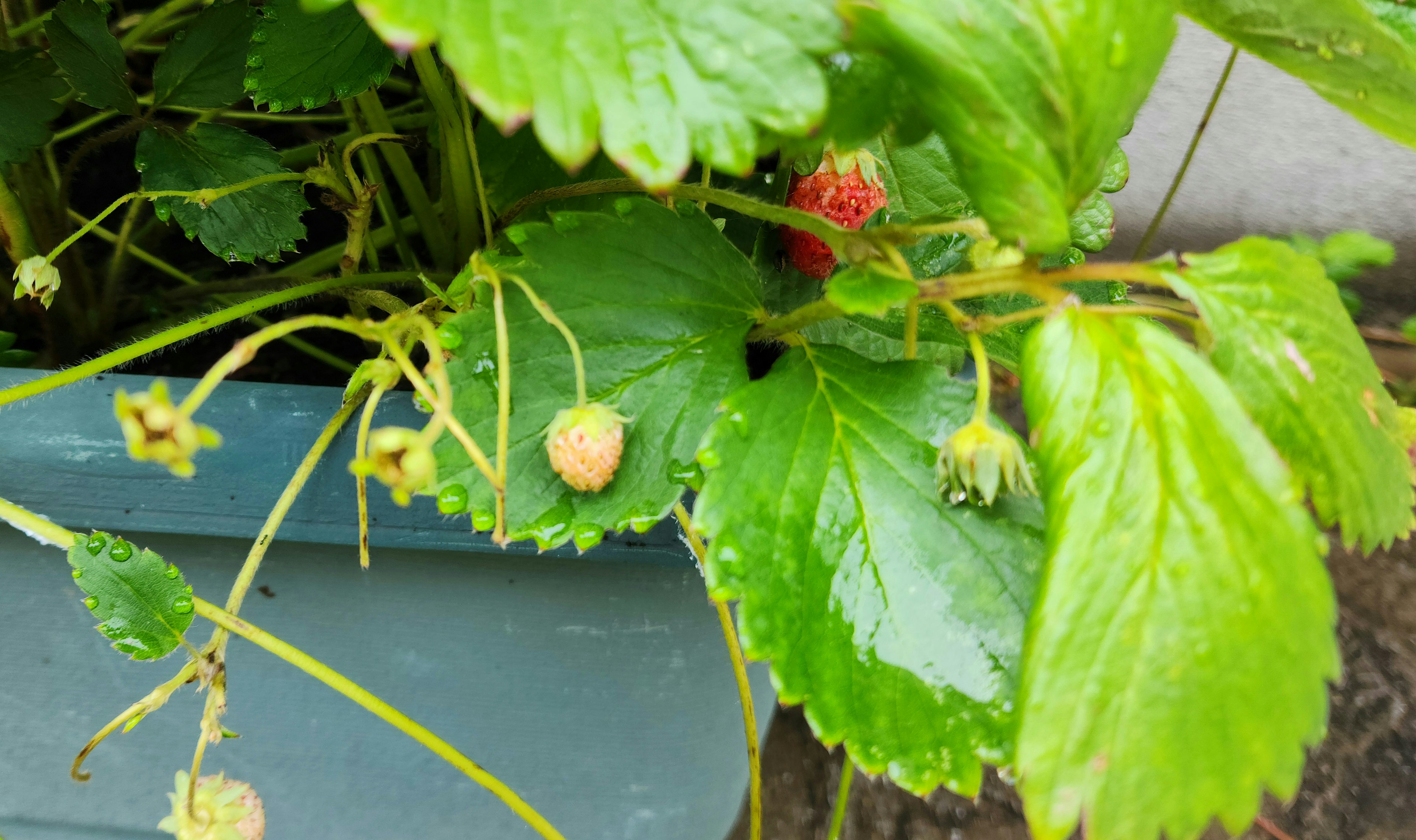 Close-up of a planter with green leaves and ripening strawberries