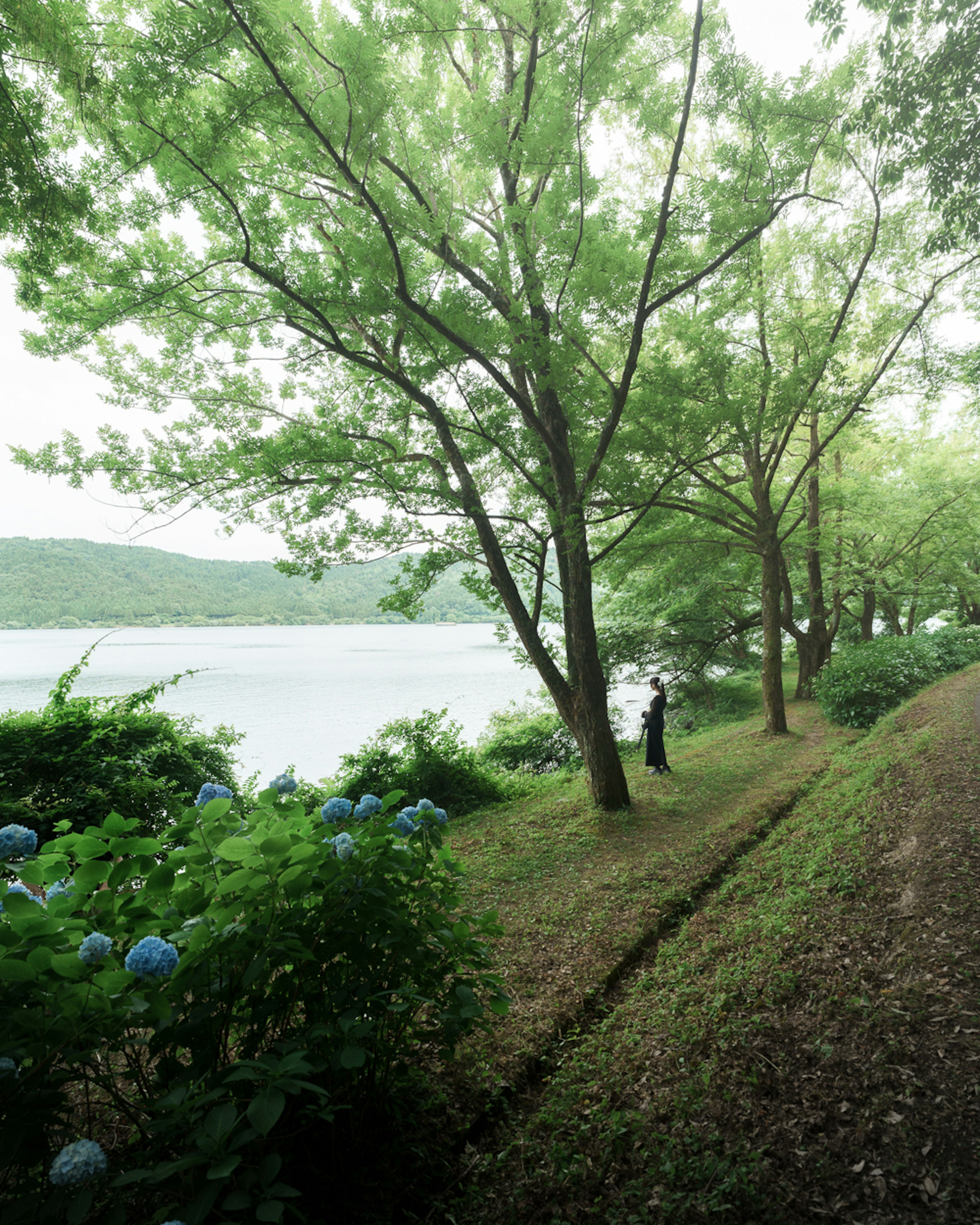 Vista escénica junto al lago con árboles verdes y flores azules