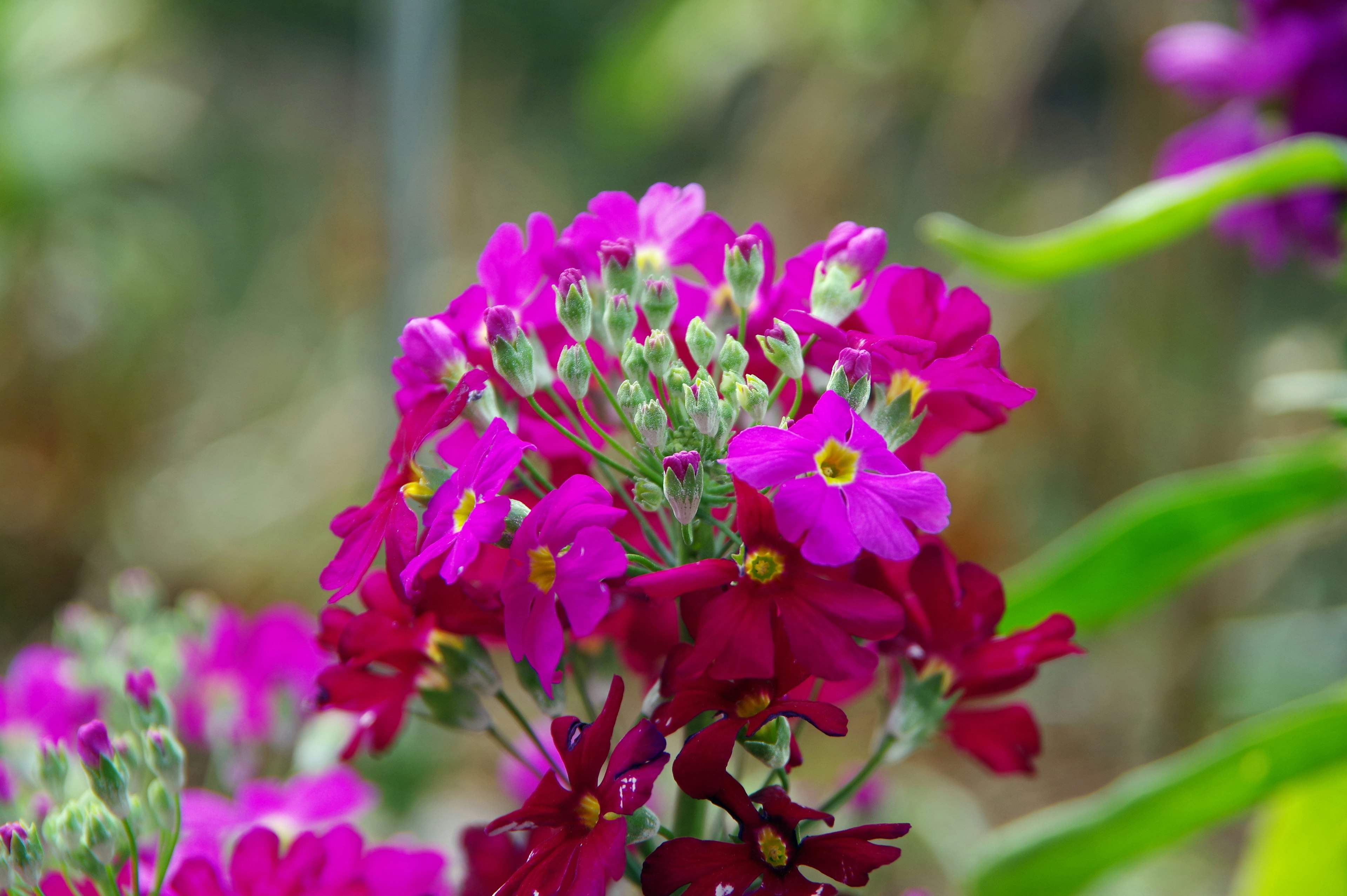 Close-up of vibrant pink flowers with green leaves