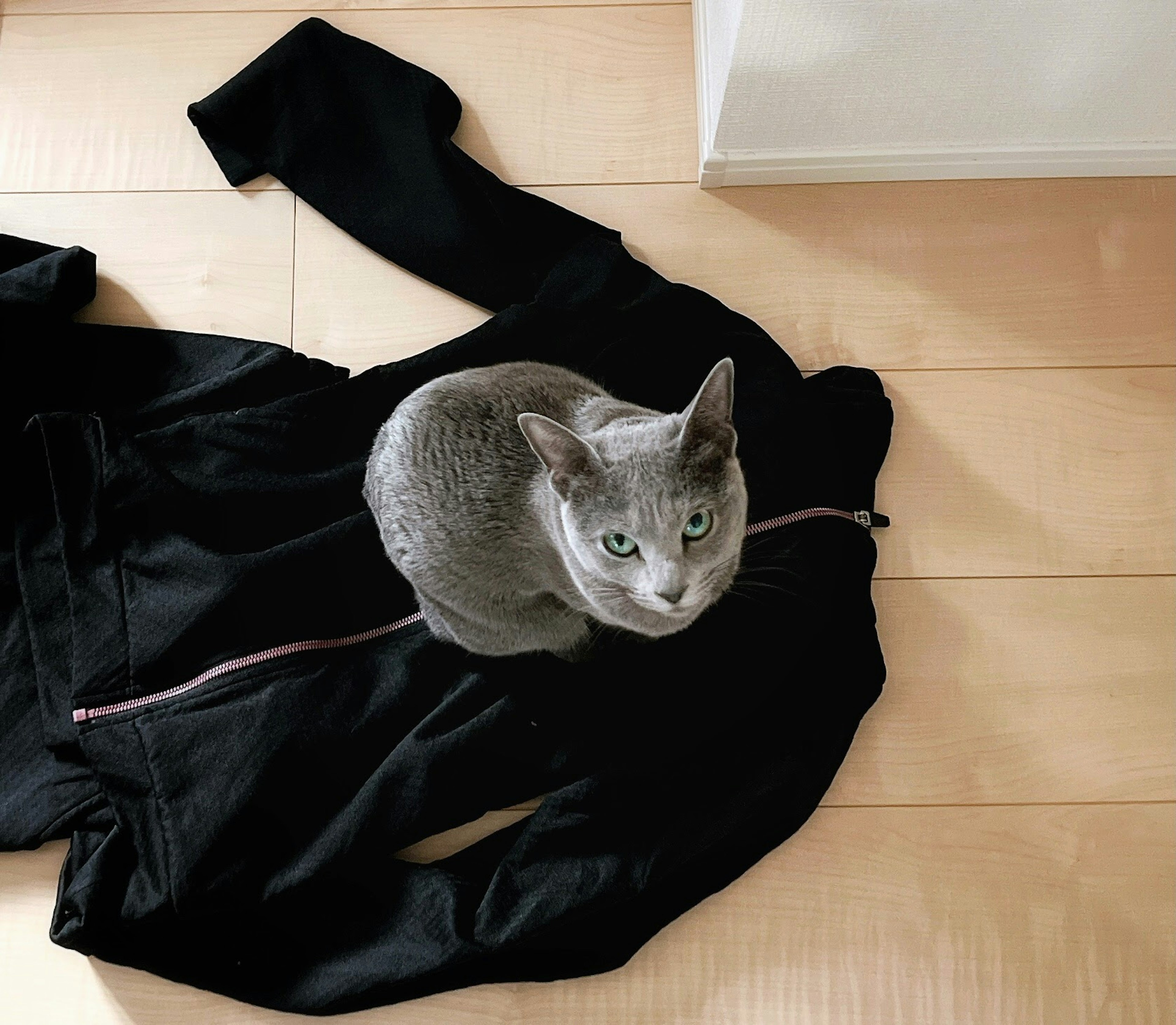 Graue Katze sitzt auf einer schwarzen Jacke