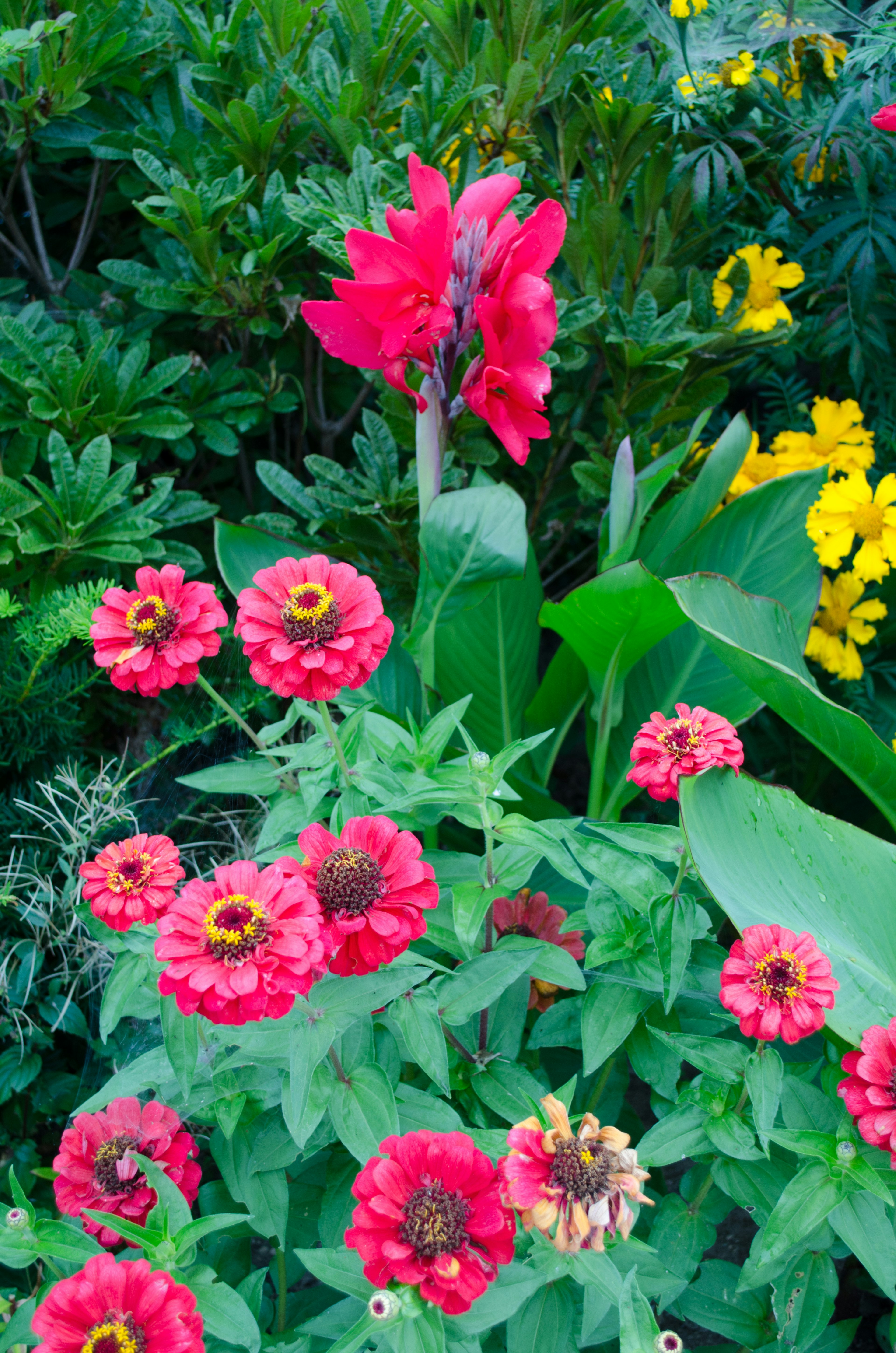 Eine lebendige Gartenszene mit rosa Zinnien und roten Kannenblumen