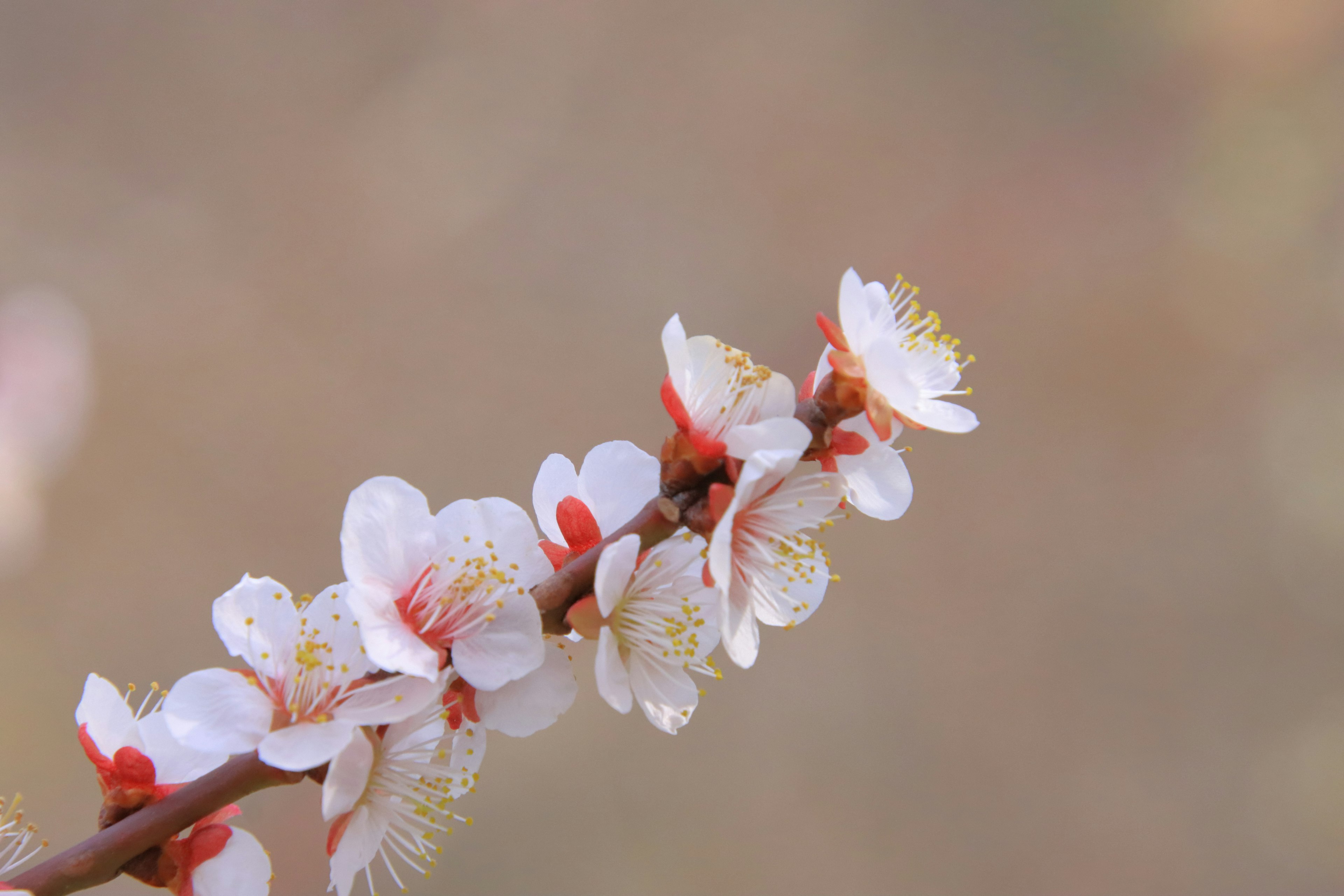 Branch with delicate white blossoms in spring