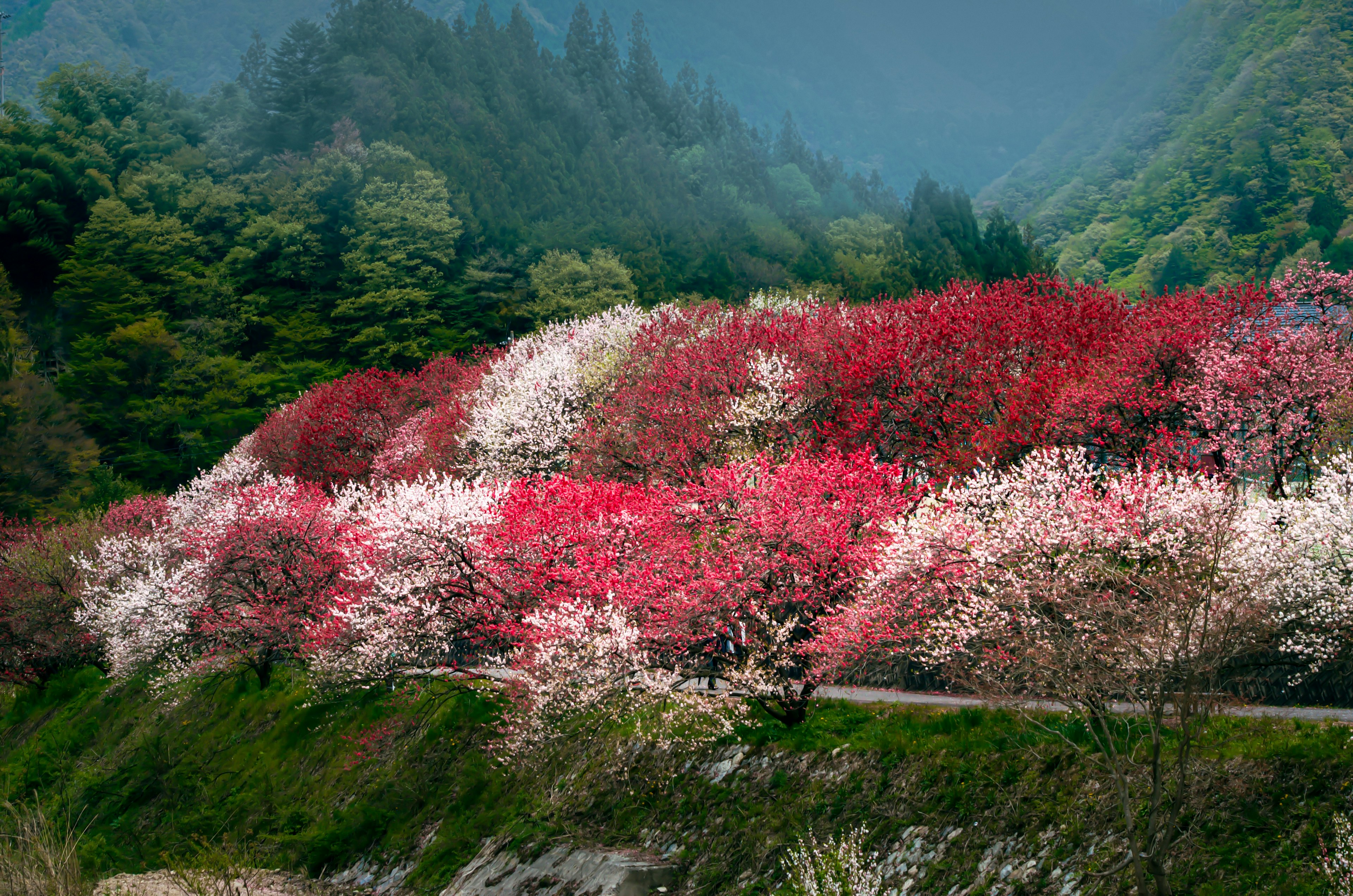 Alberi di ciliegio colorati in piena fioritura lungo una collina