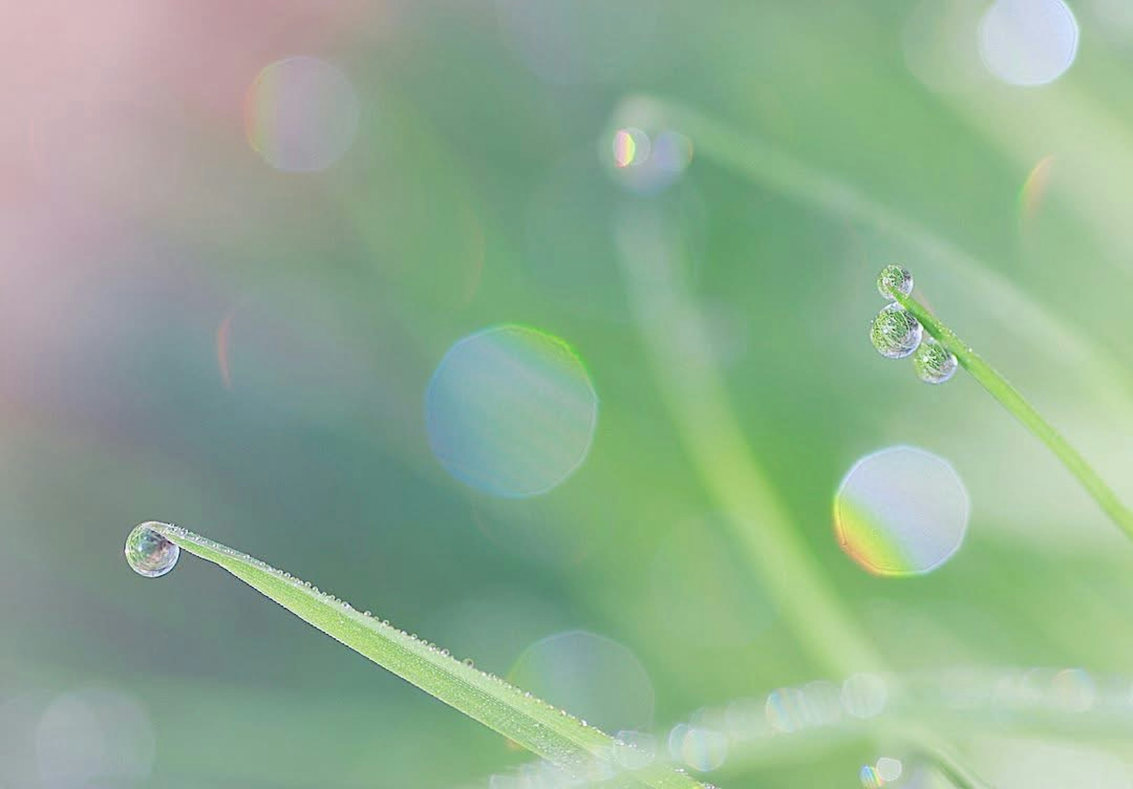 Foto macro de hojas de hierba verde con gotas de rocío y fondo desenfocado