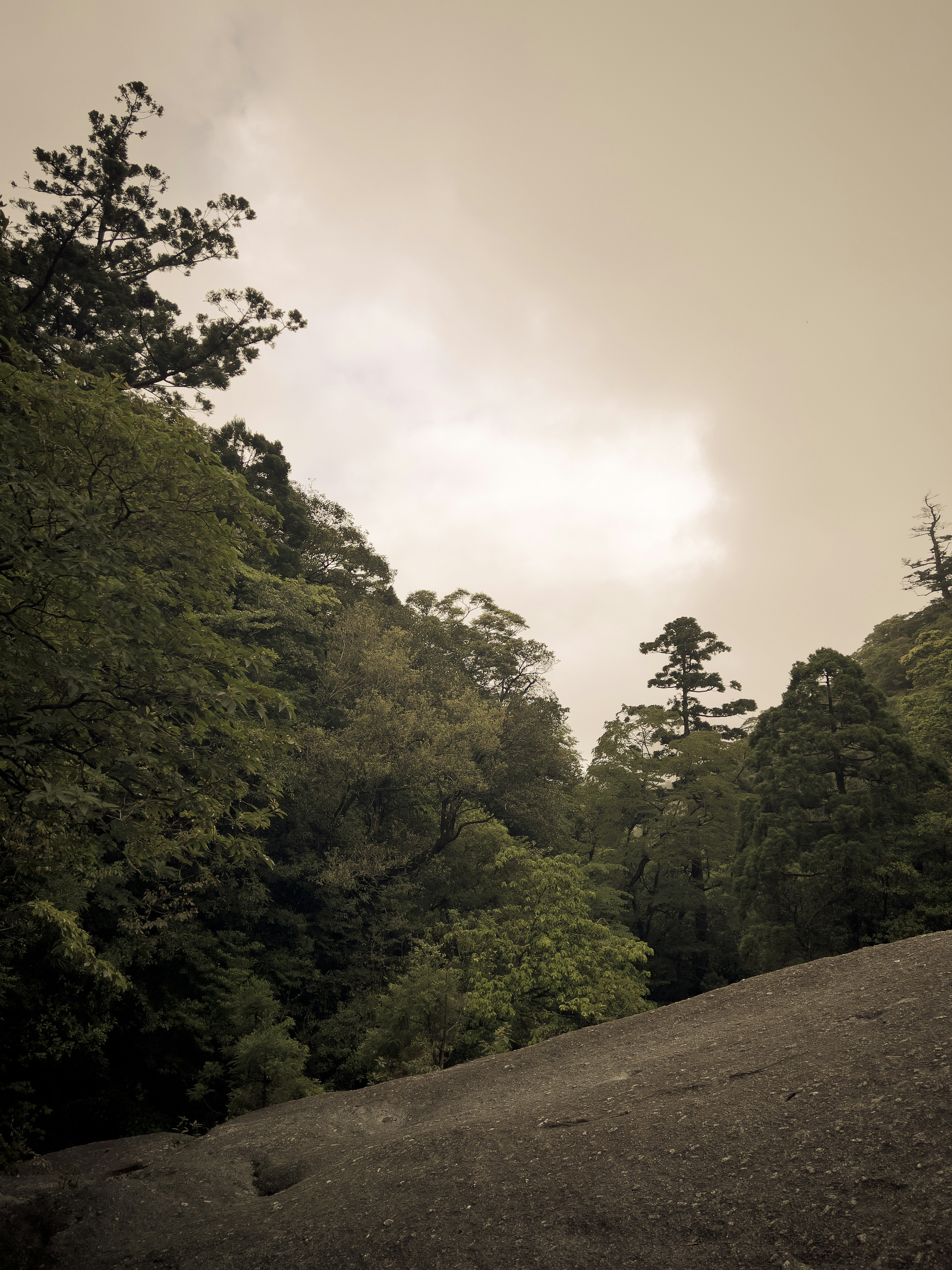 Paesaggio montano nebbioso con alberi verdi e terreno roccioso