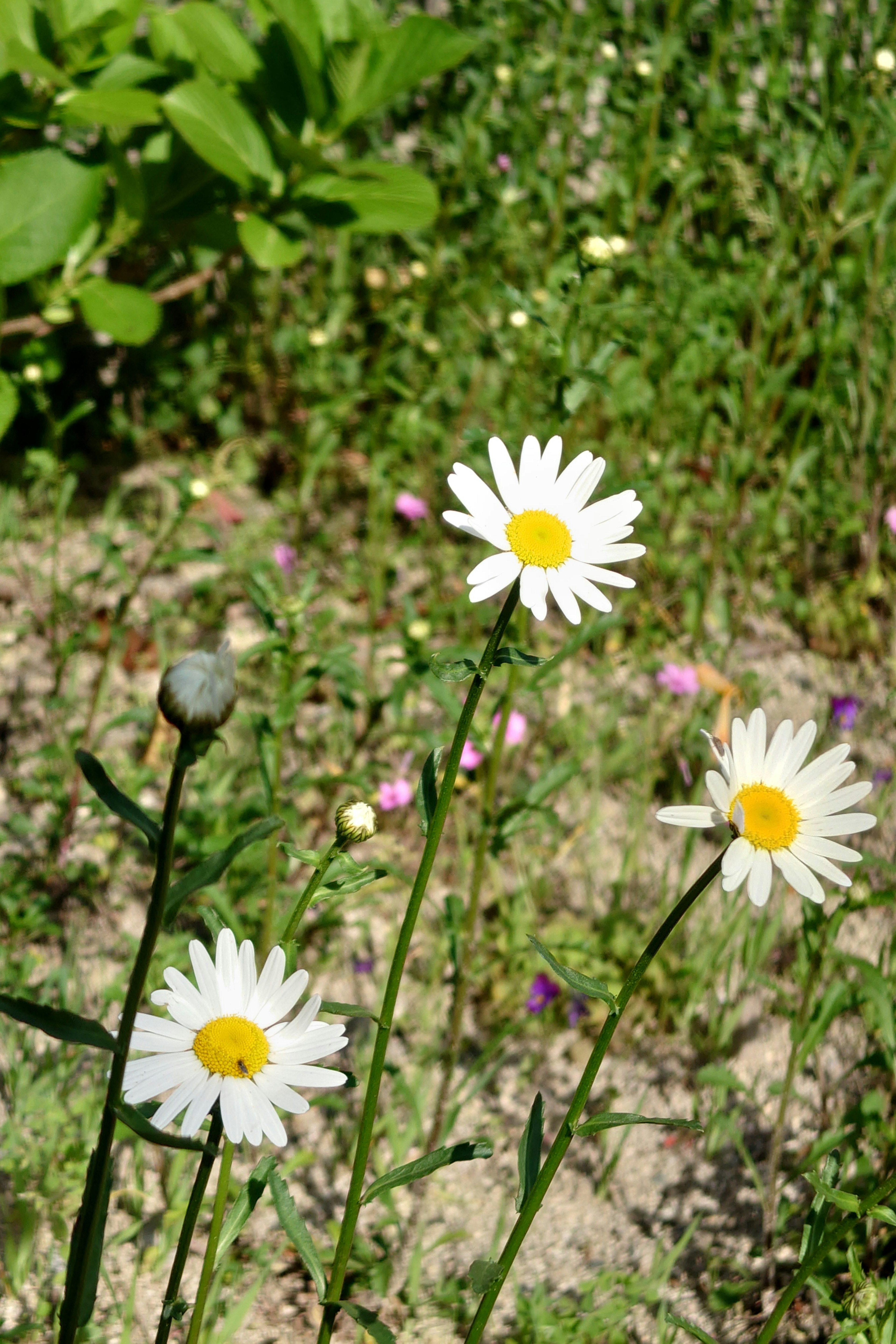 Drei weiße Margeriten blühen zwischen grünem Gras