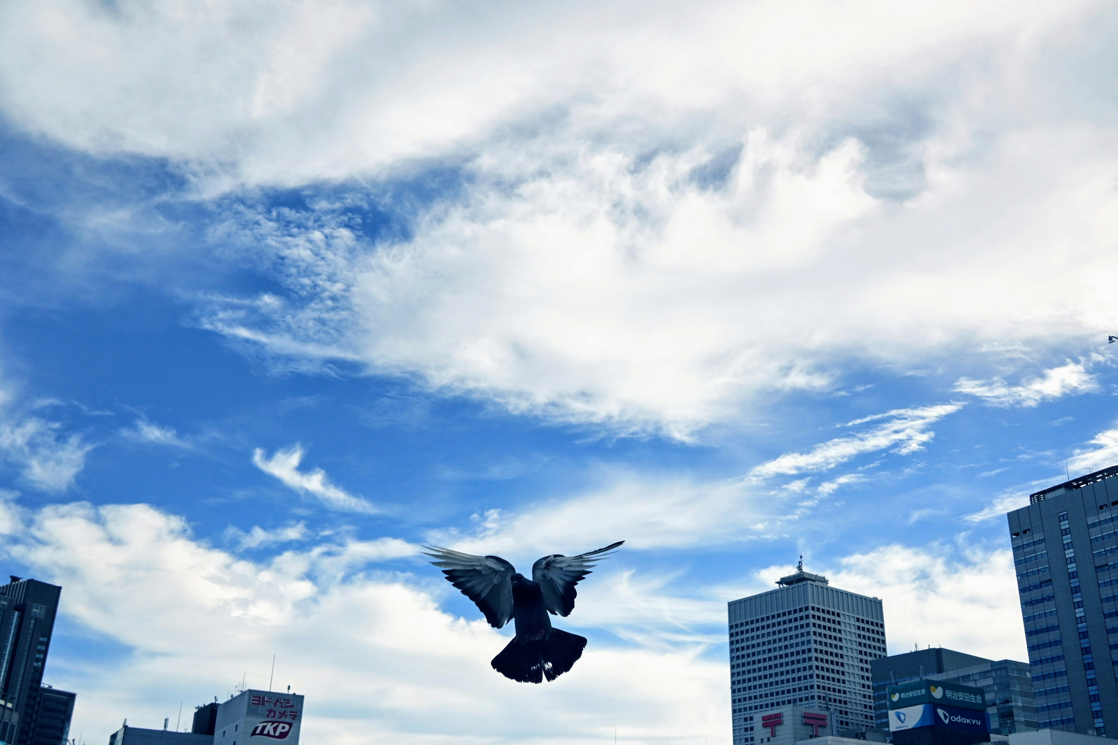 青空の下で飛ぶ鳥と高層ビル群の風景