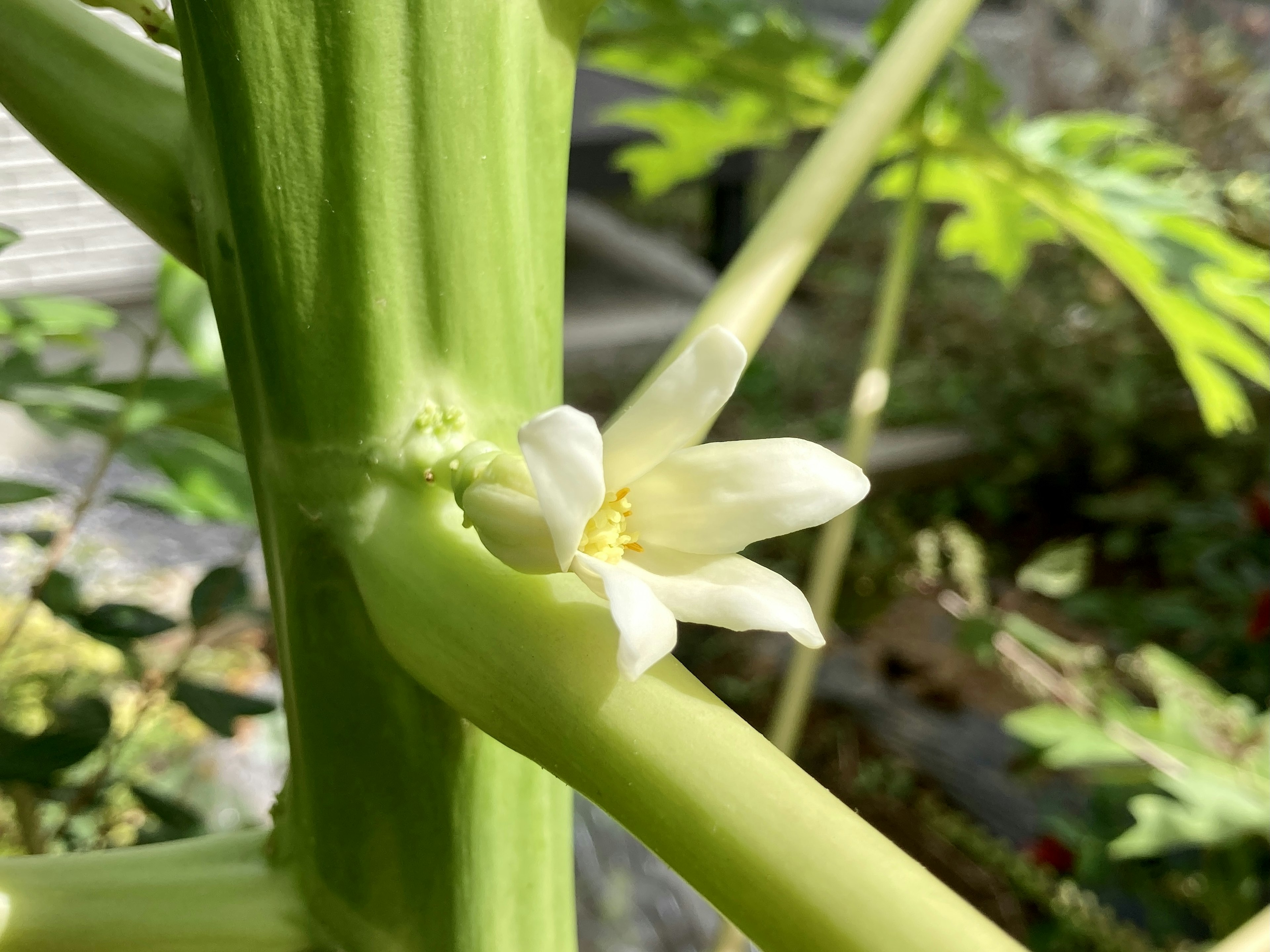 Weiße Papayablüte, die nahe einem grünen Baumstamm blüht