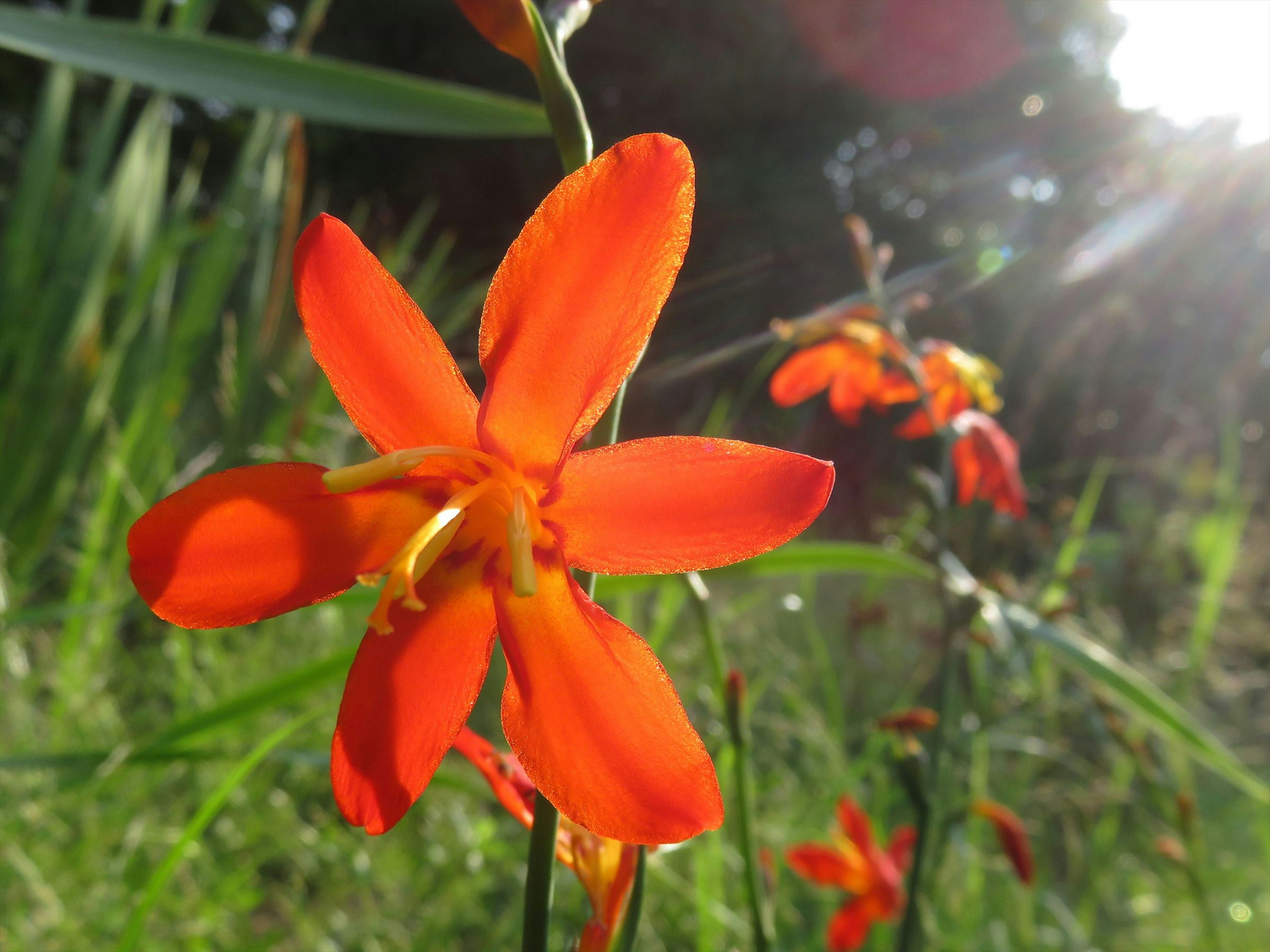 Fiore arancione vibrante alla luce del sole con sfondo verde