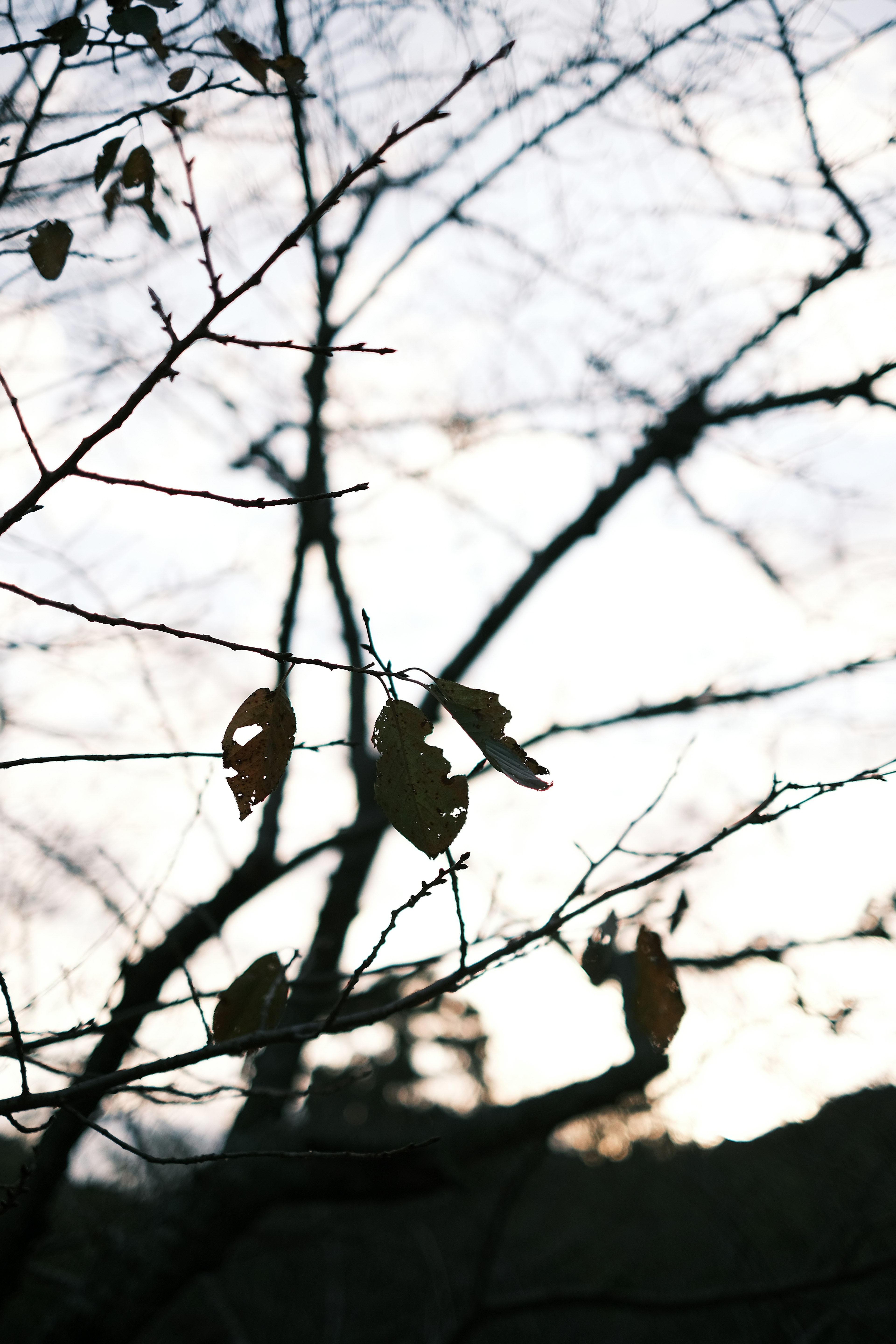 Bare branches with remaining leaves against a twilight sky