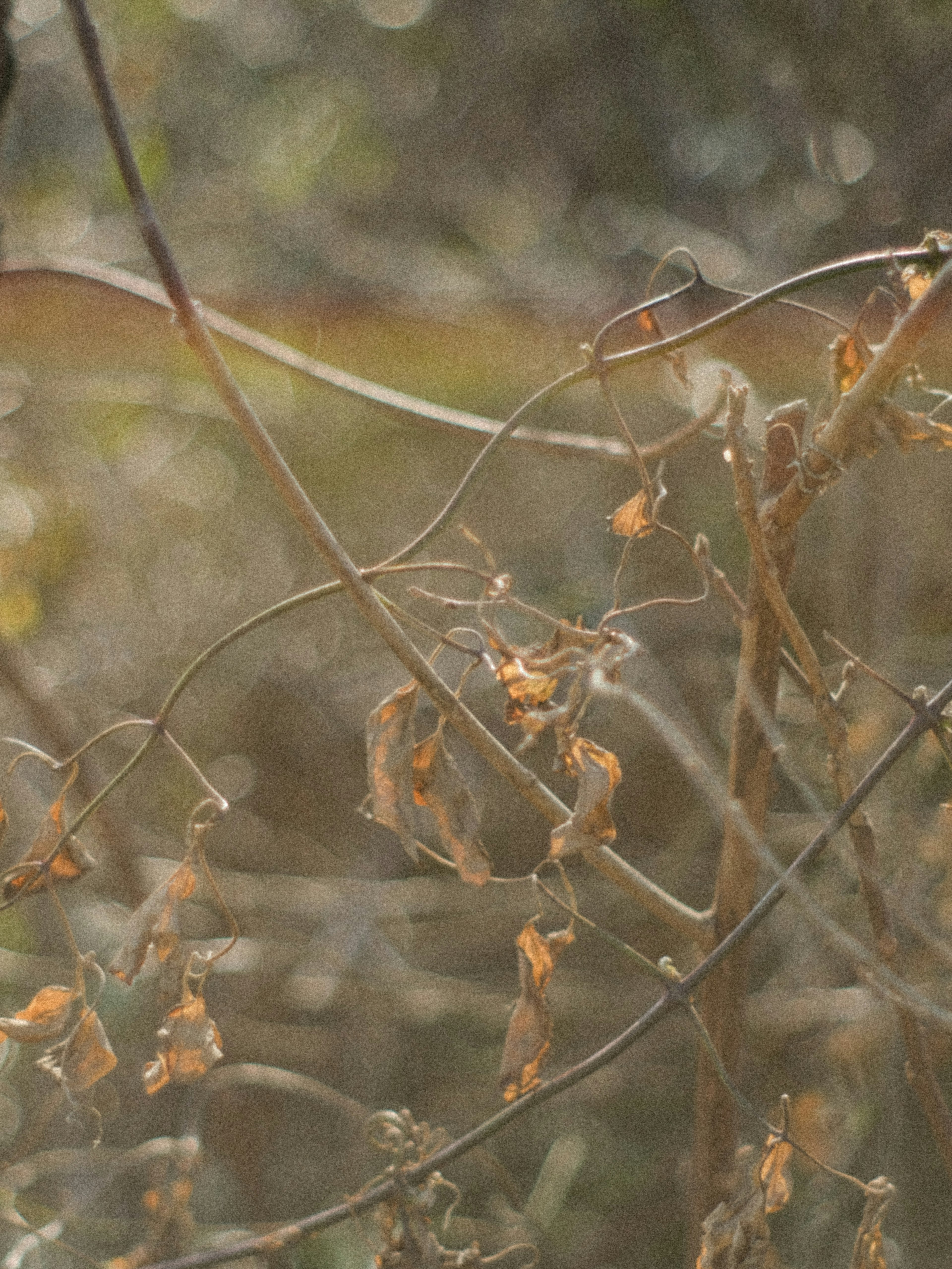 Tiges et feuilles de plantes sèches entrelacées dans un cadre naturel