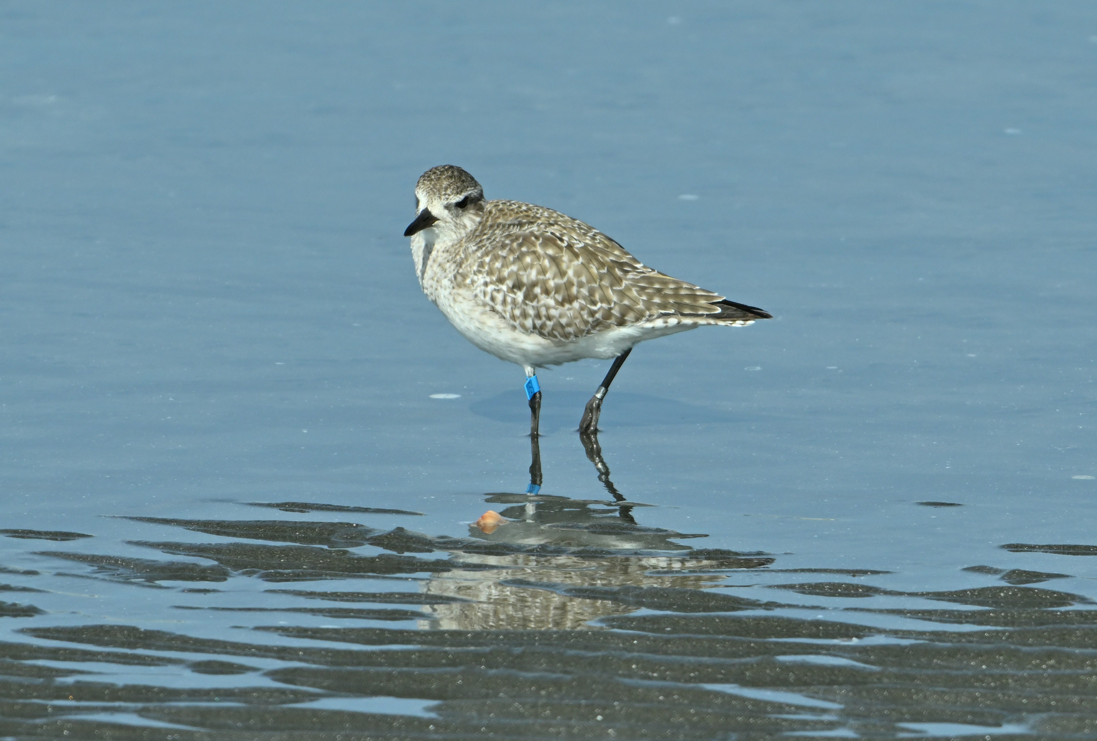 Image of a bird standing on the water surface with brown and white spotted feathers wearing a blue leg band