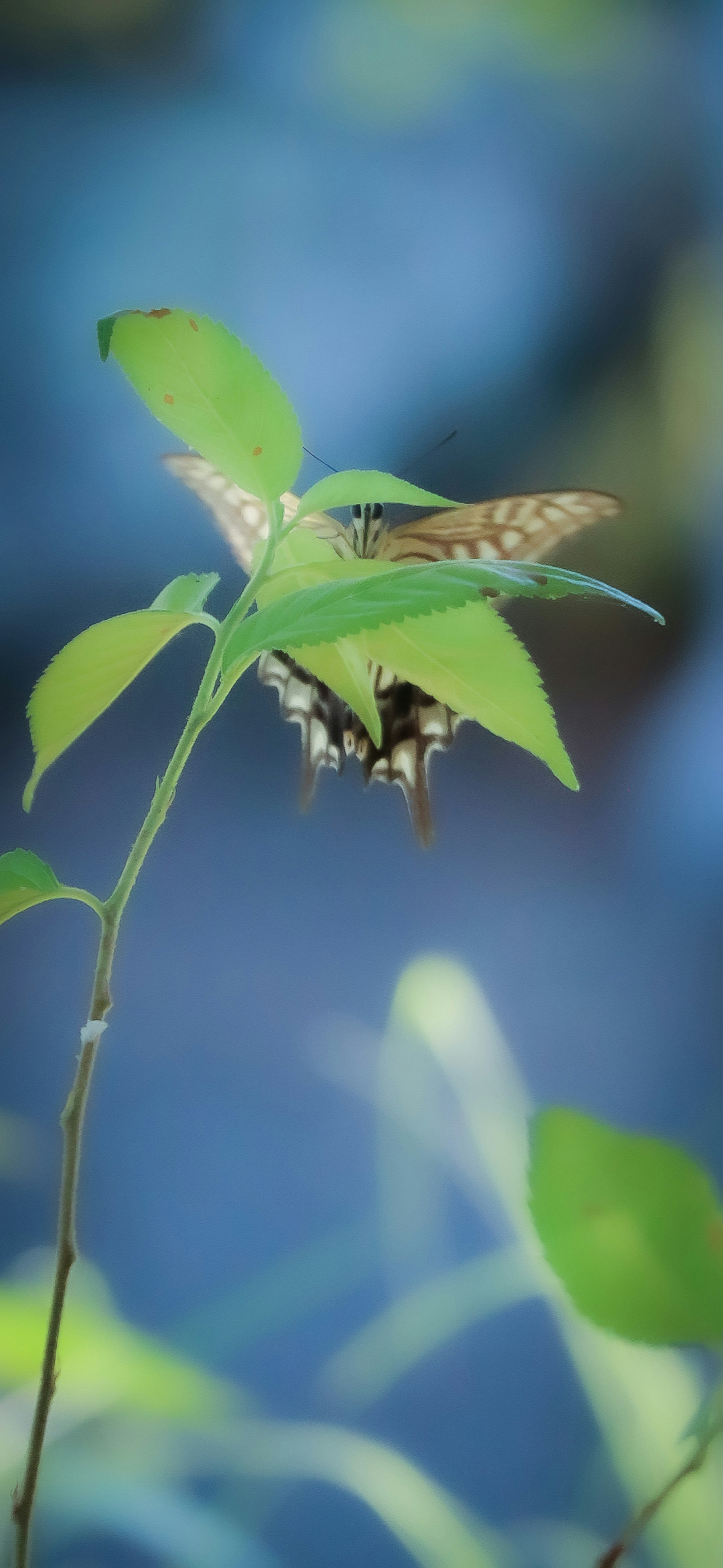 Hojas verdes con un insecto frente a un fondo azul