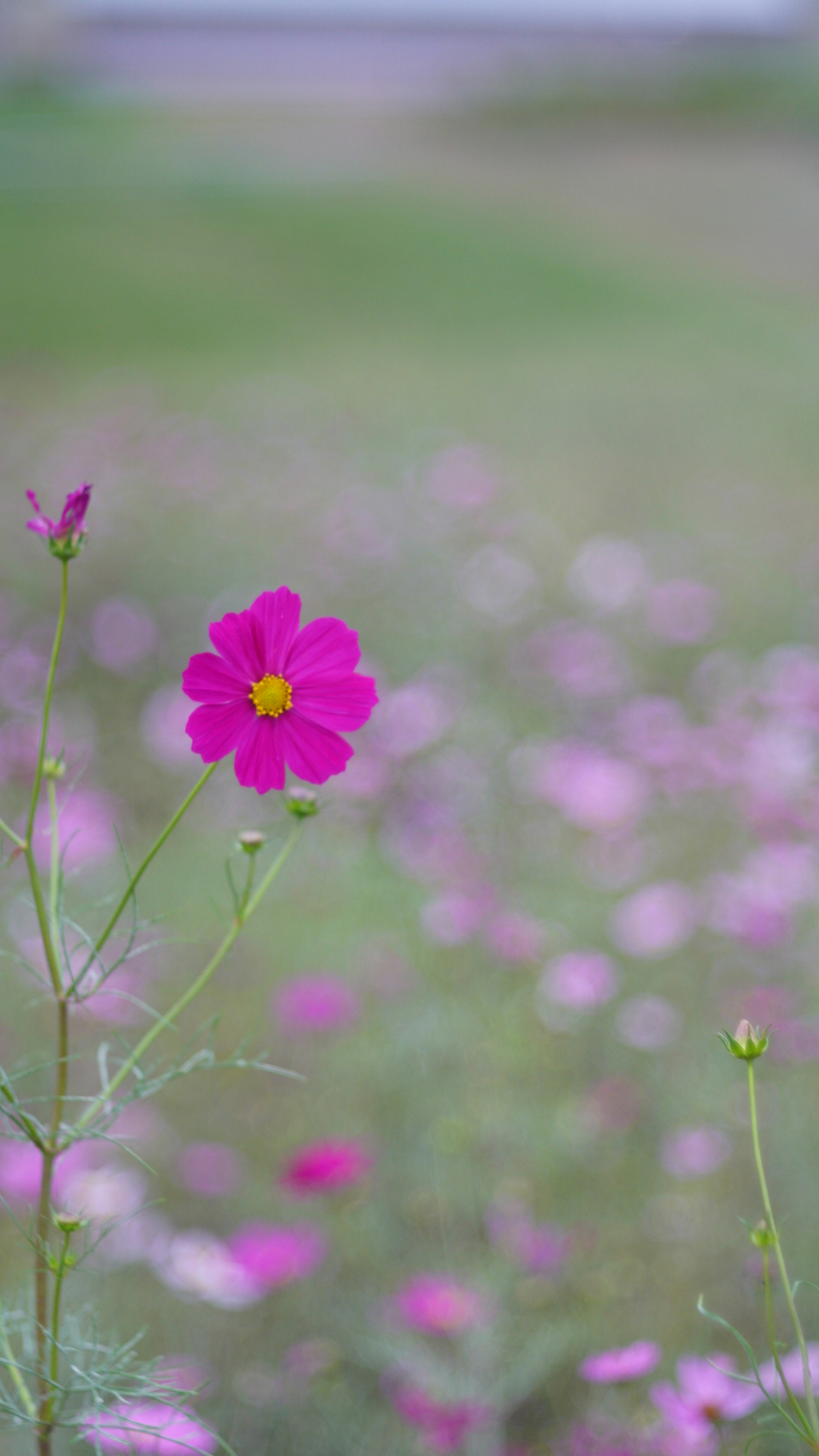 Bunga pink cerah mekar di ladang bunga liar