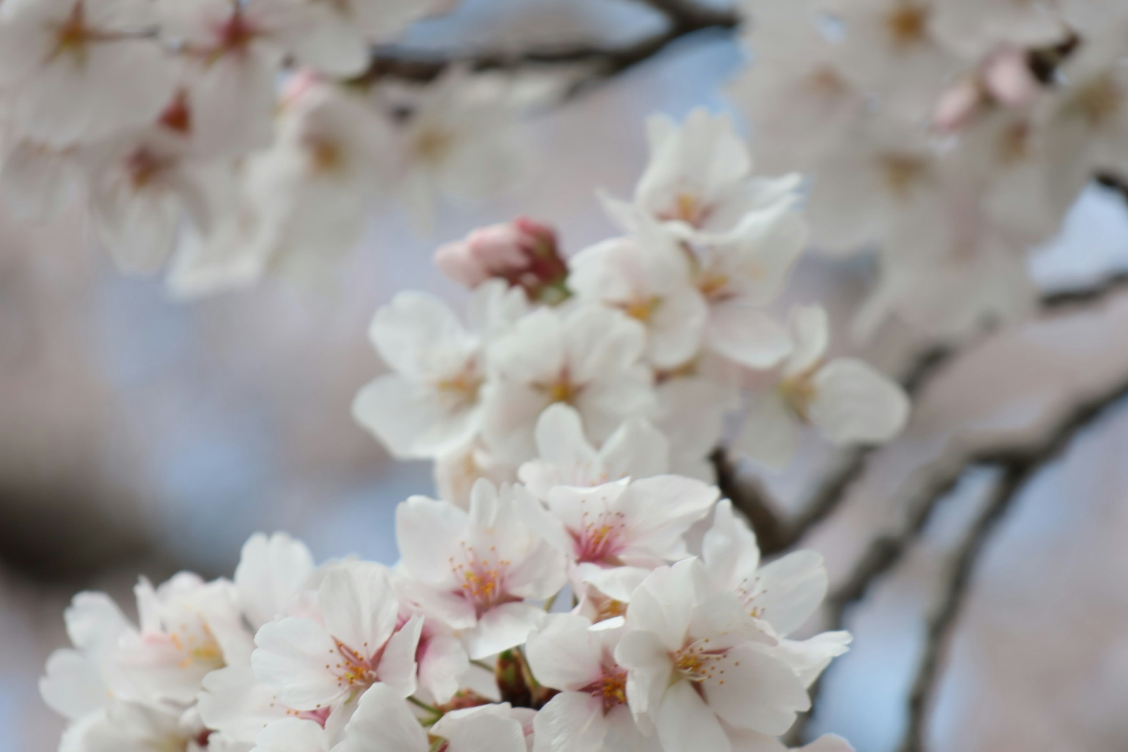 Kirschblüten in Weiß und Rosa, die an einem Ast blühen