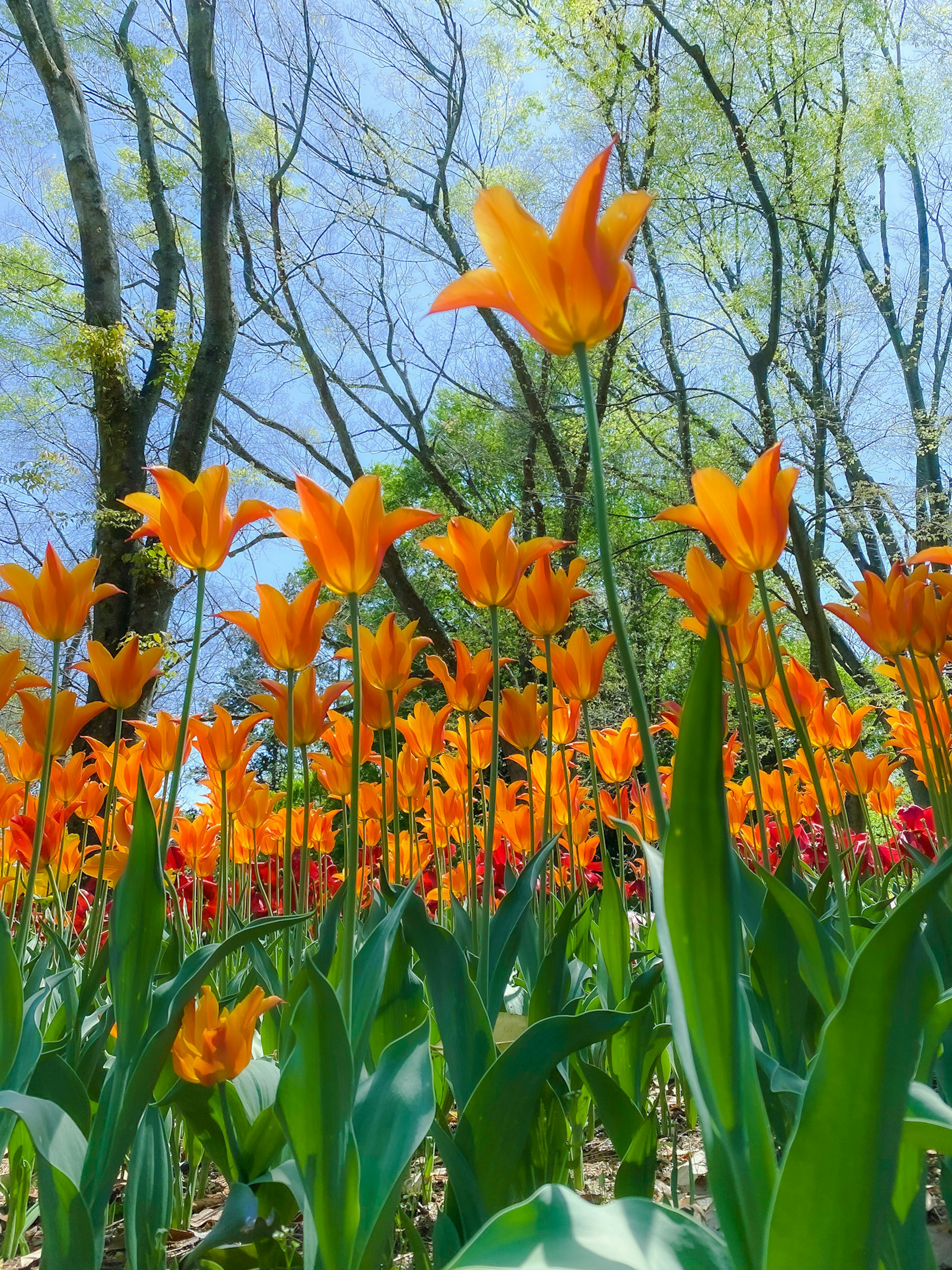 Un vibrante campo de tulipanes naranjas bajo un cielo azul claro con árboles altos al fondo