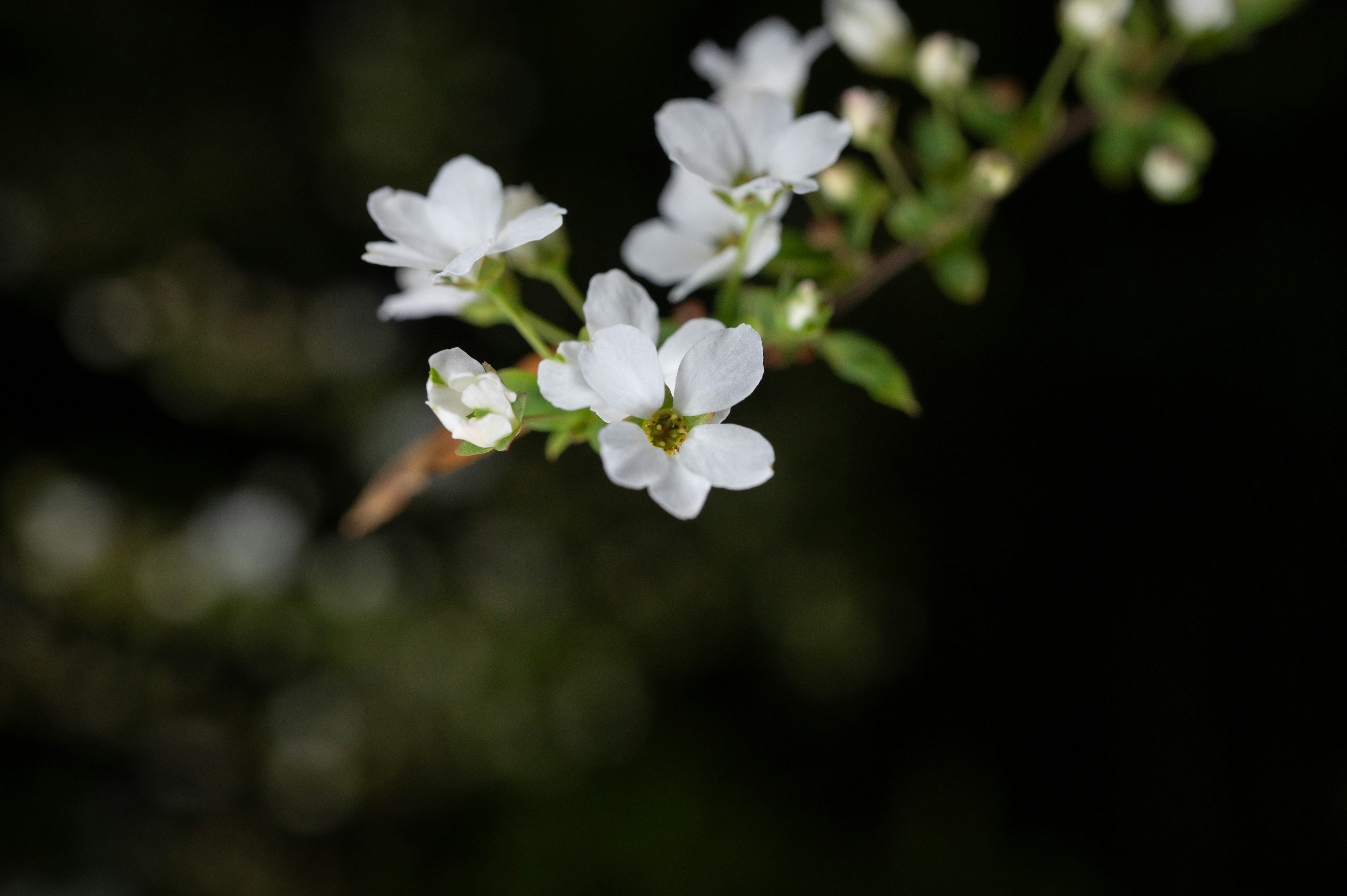 Acercamiento de una rama con flores blancas