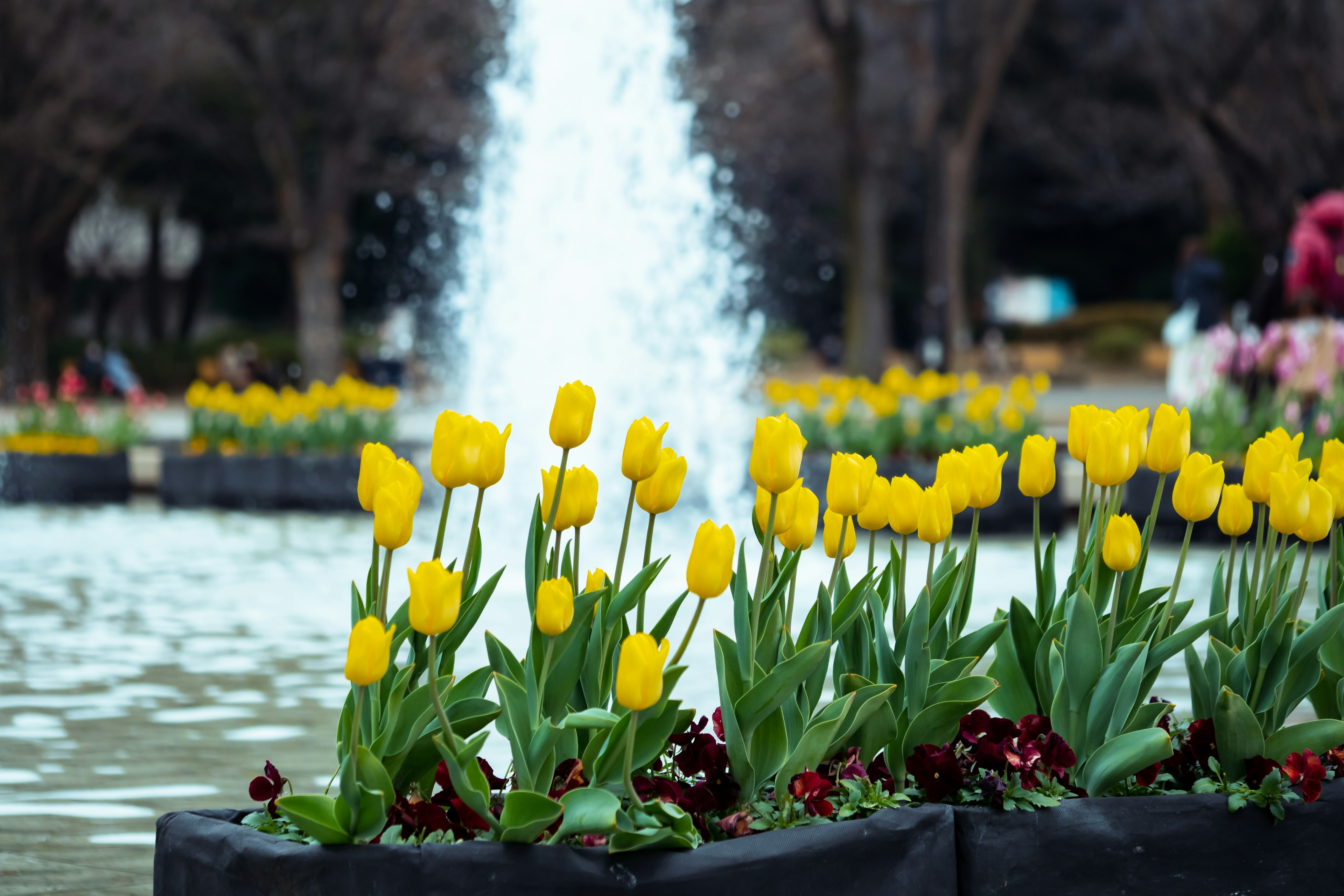 Tulipani gialli che fioriscono vicino a una fontana con fiori colorati