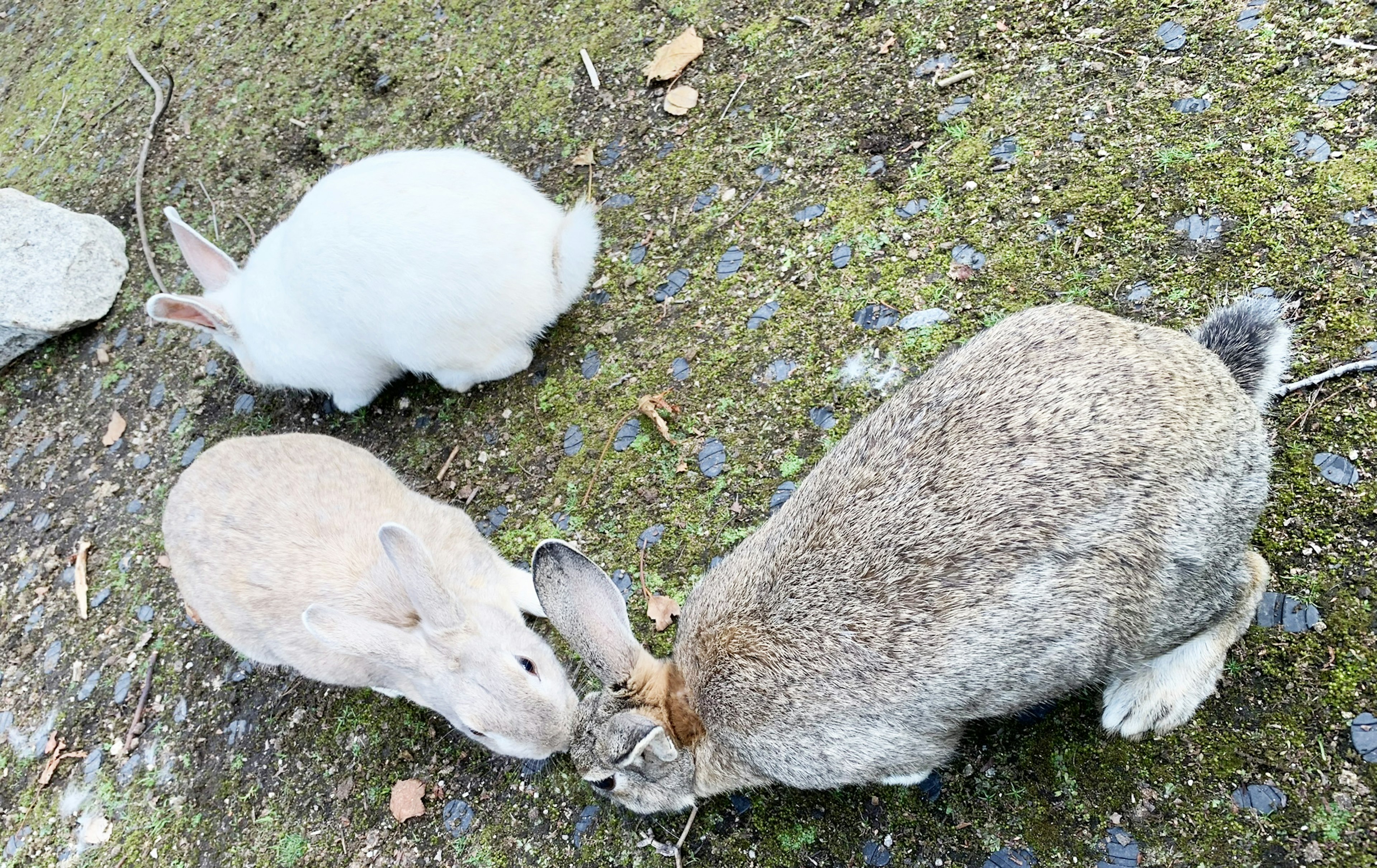 Three rabbits gathered on the grass