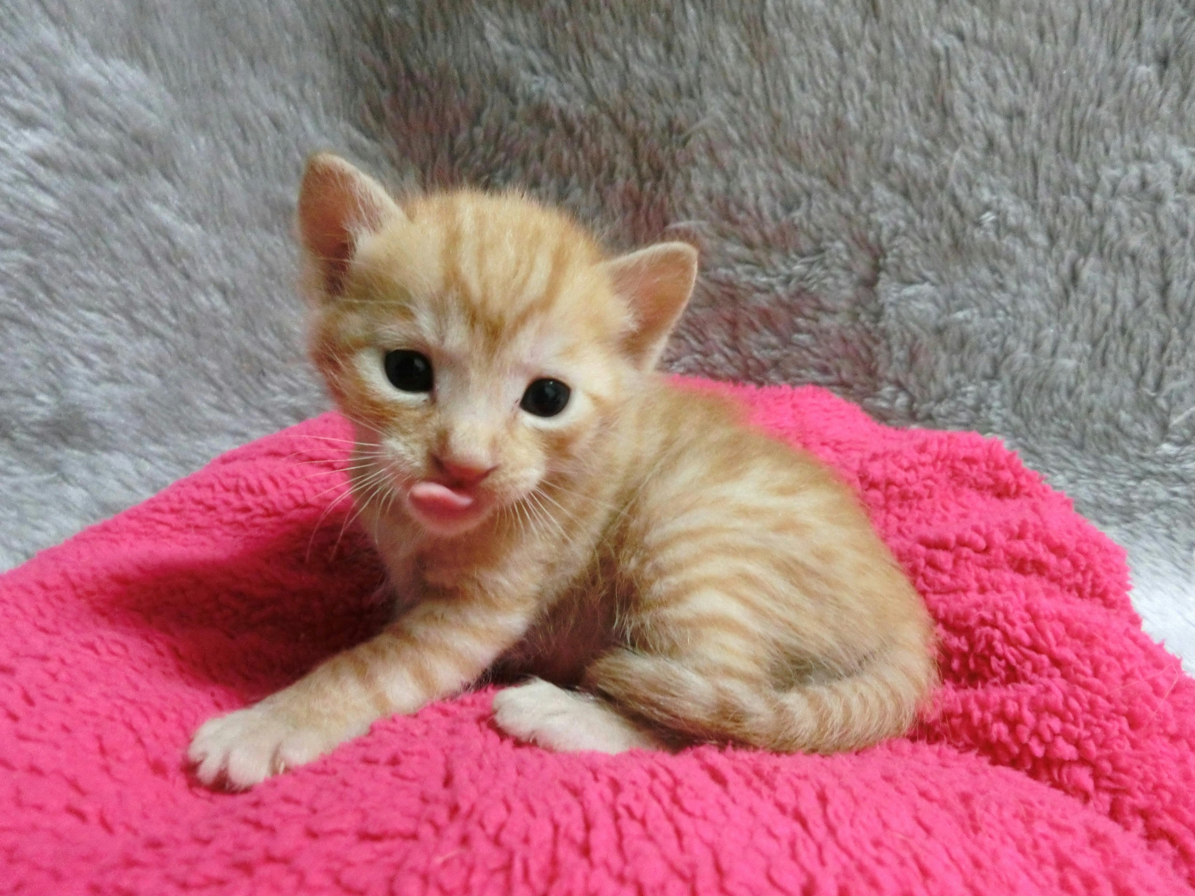 Seekor anak kucing oranye bermain-main dengan lidahnya di atas selimut pink