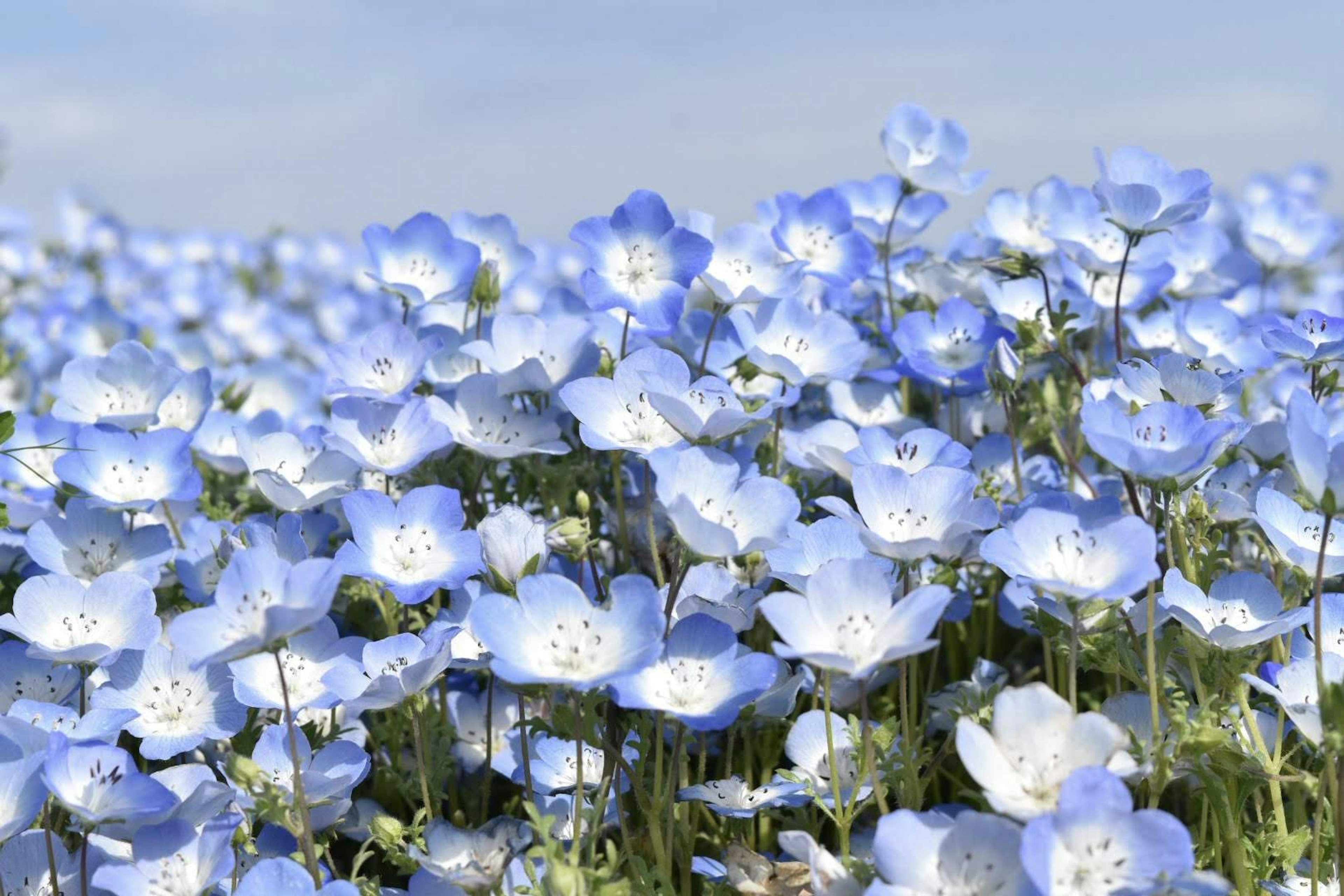 A vast field of blooming blue flowers under a clear sky