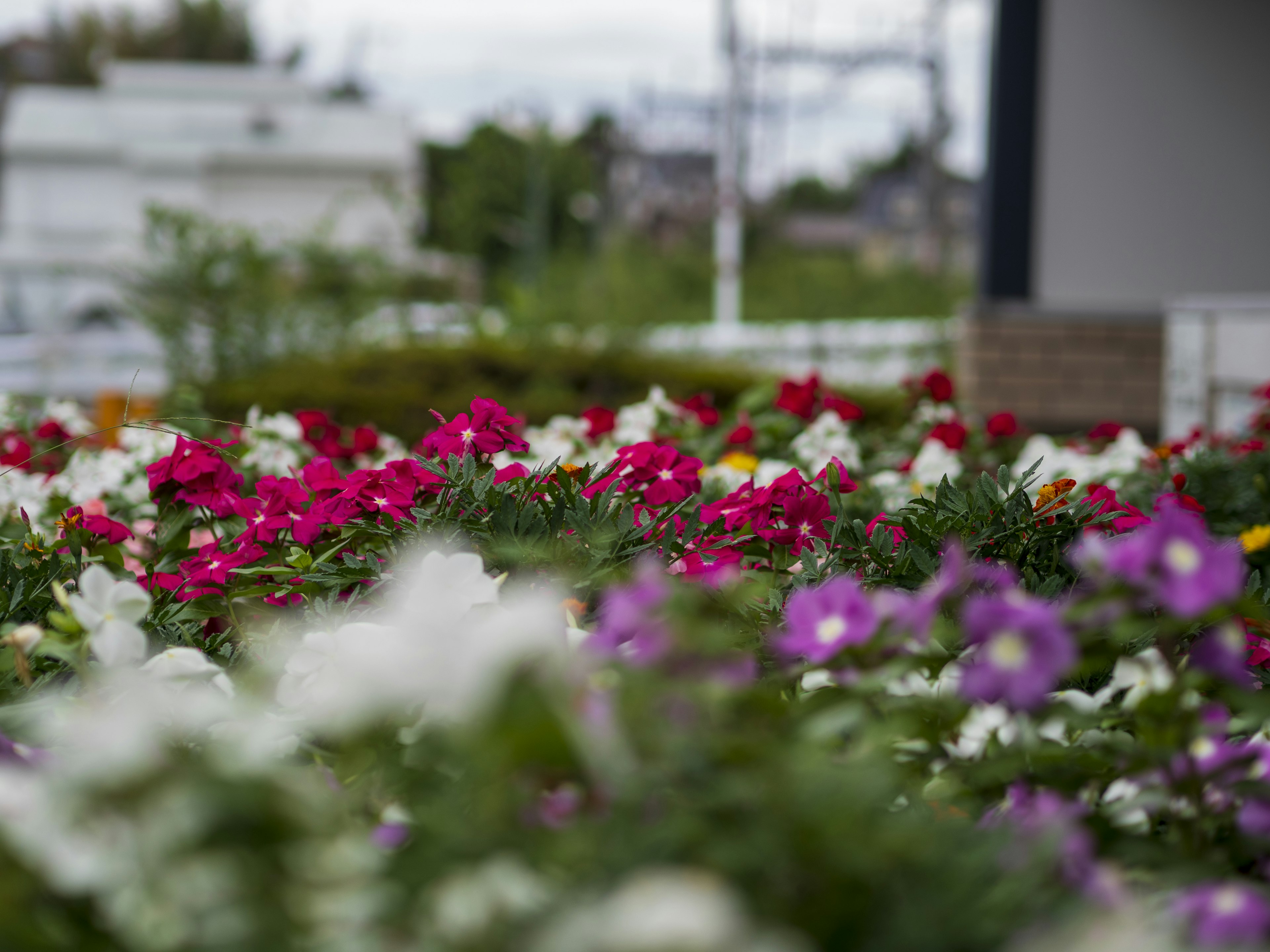 Un jardin vibrant avec des fleurs colorées en pleine floraison