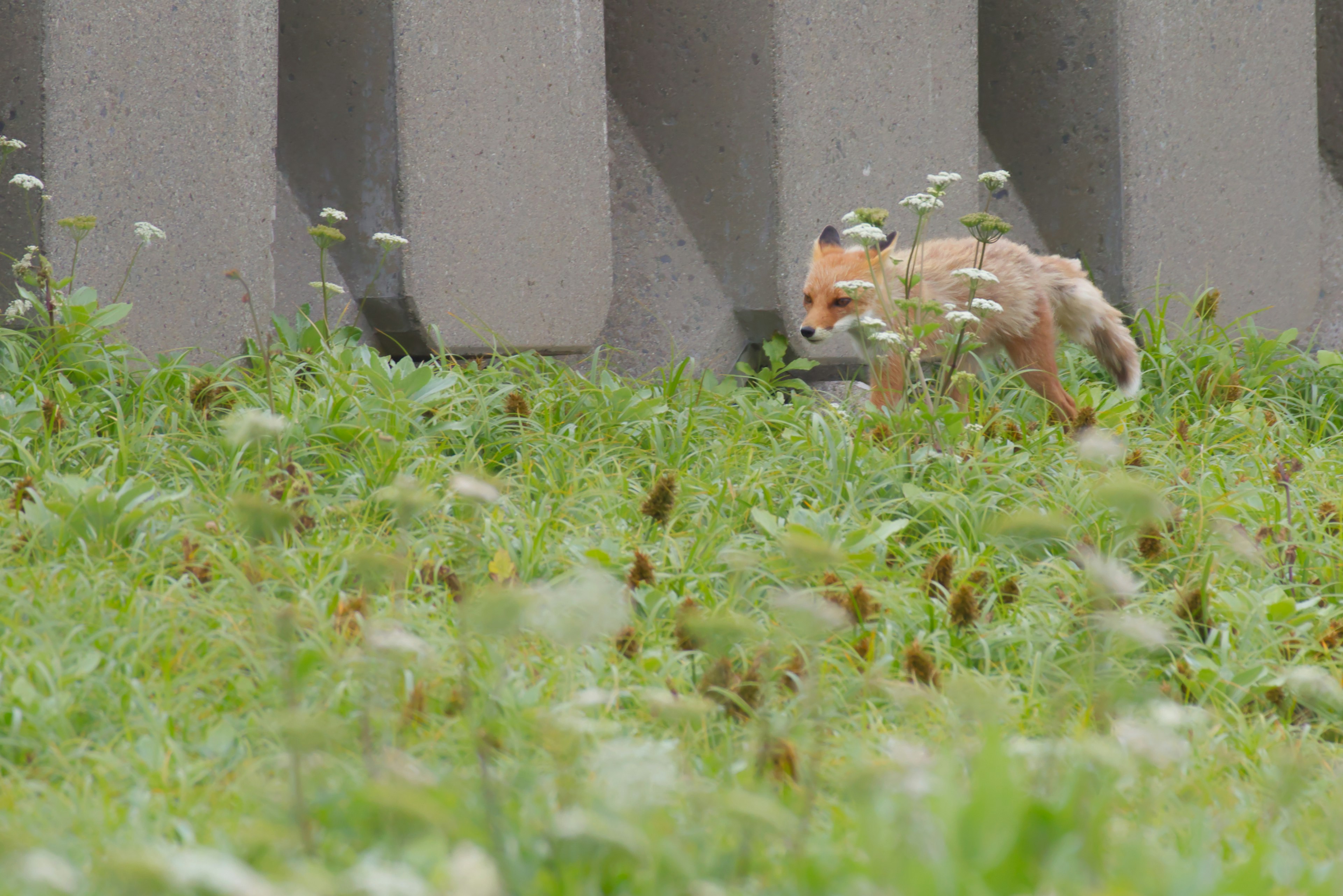 A small animal walking through grass with a concrete wall in the background