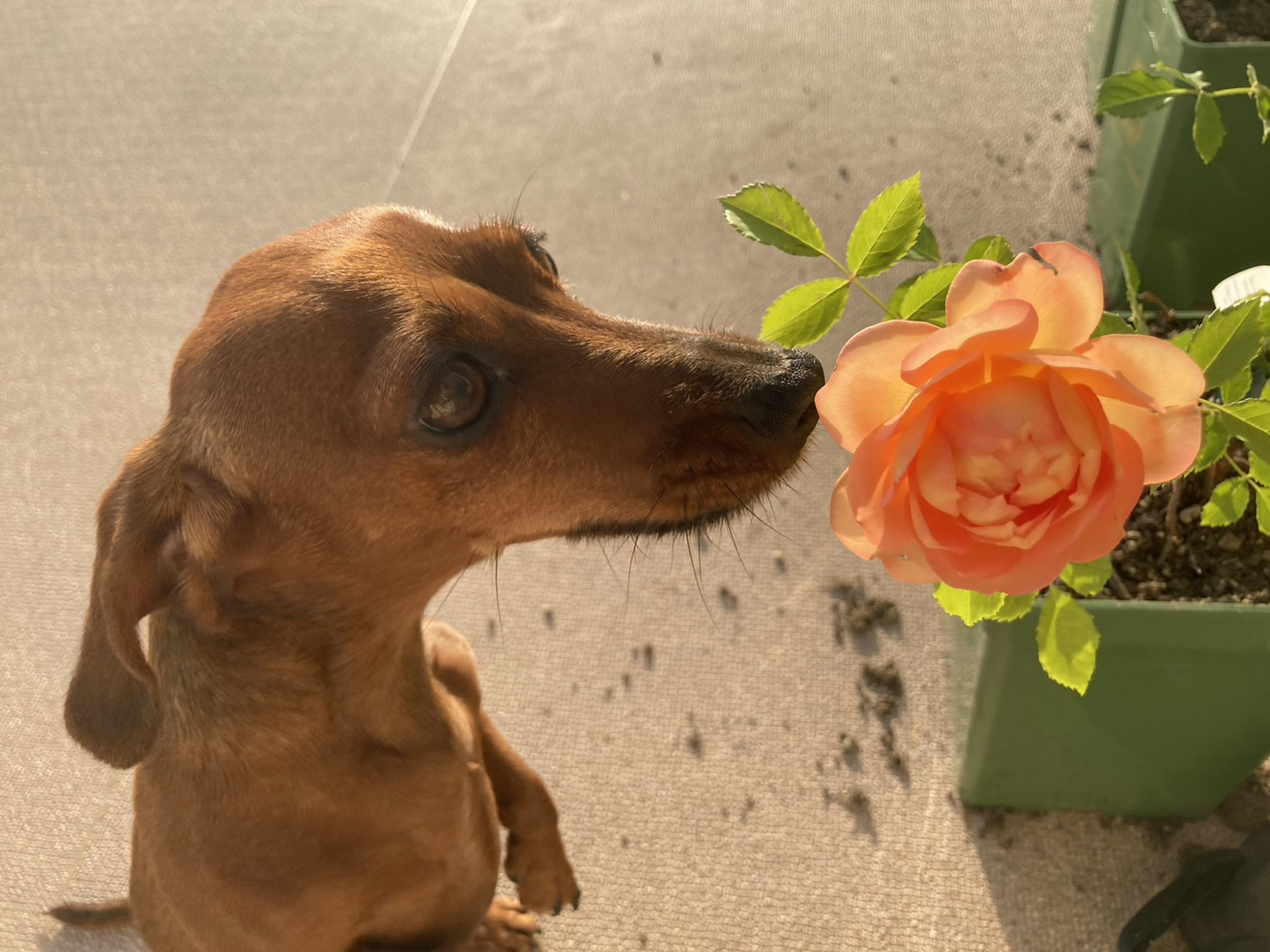 Hund schnüffelt an einer pfirsichfarbenen Rose