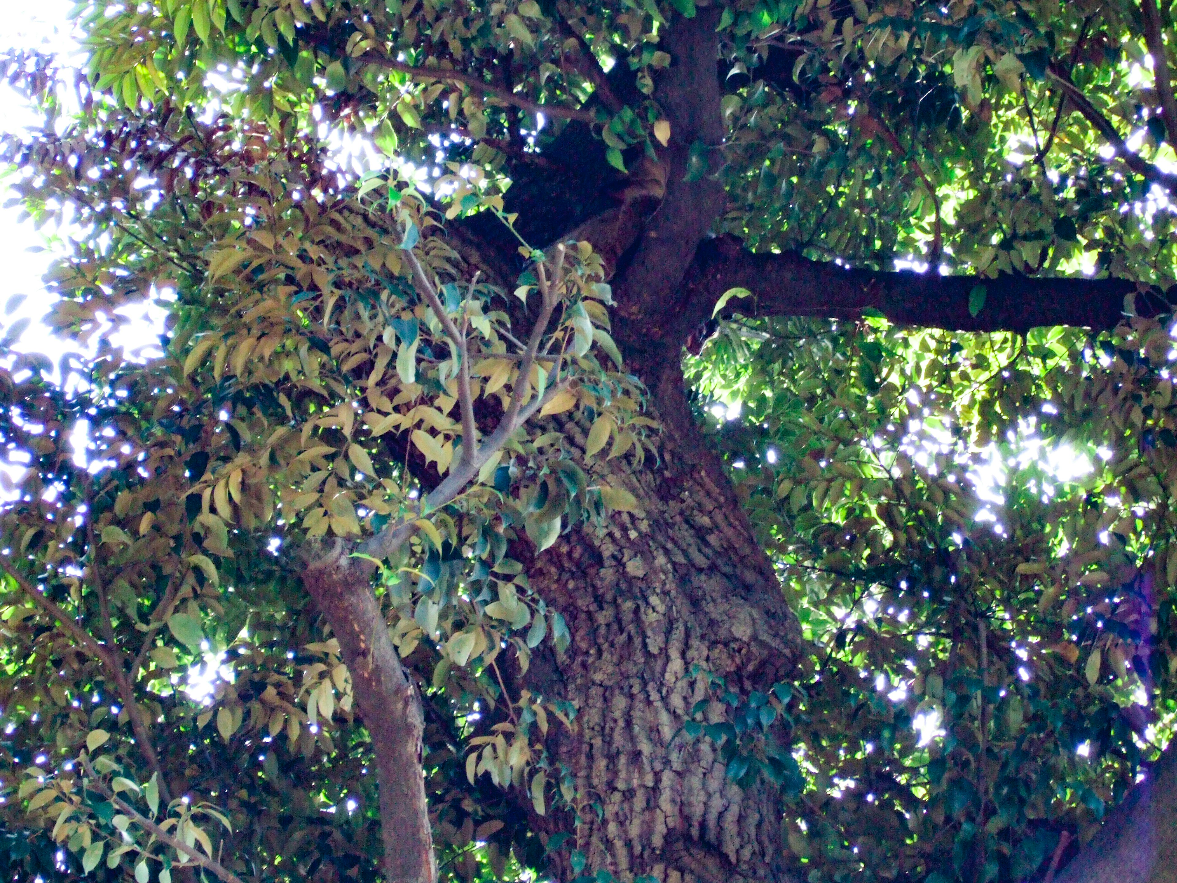 A tree trunk and branches with lush green leaves