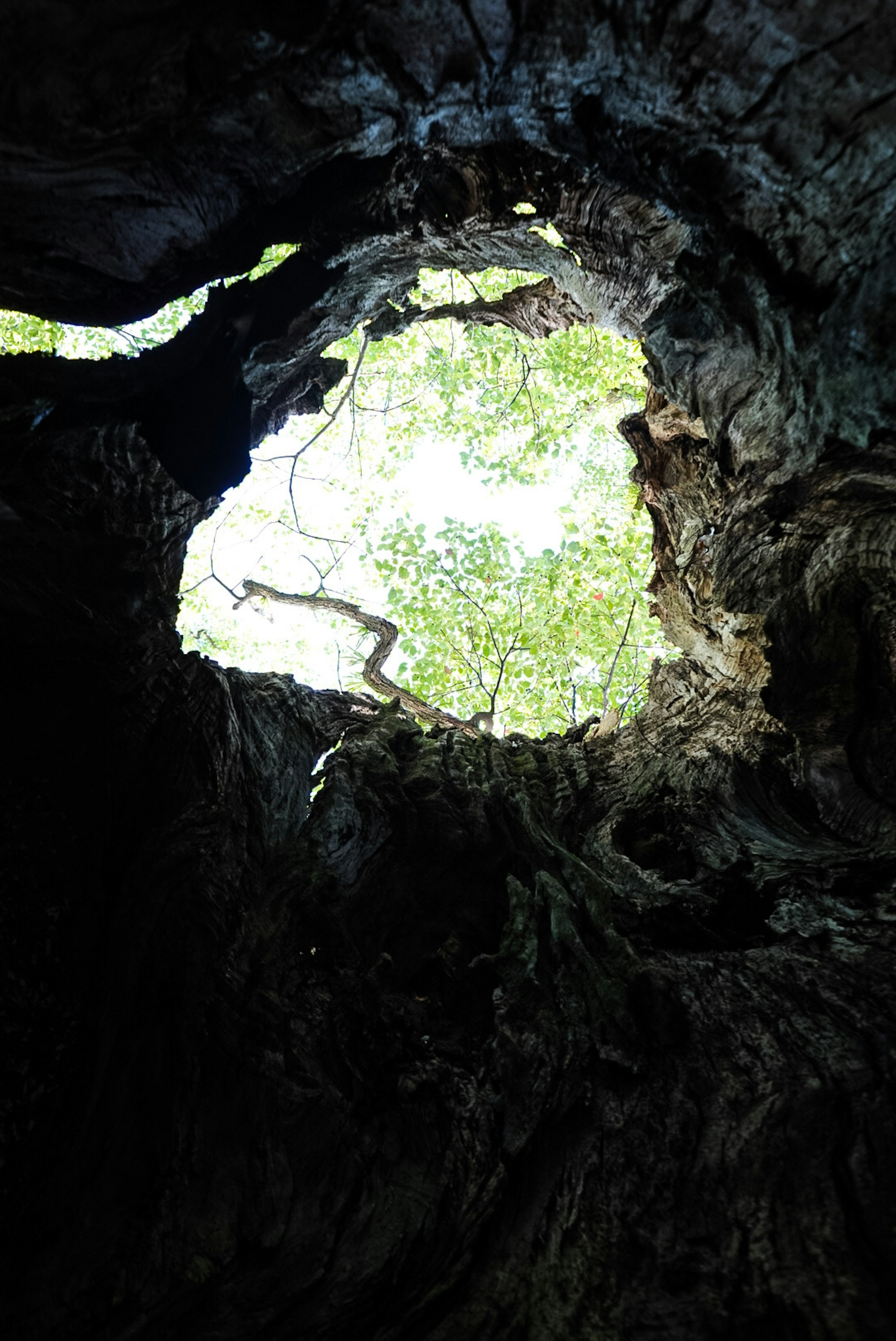 Vista de hojas verdes y luz a través de un agujero en un tronco de árbol