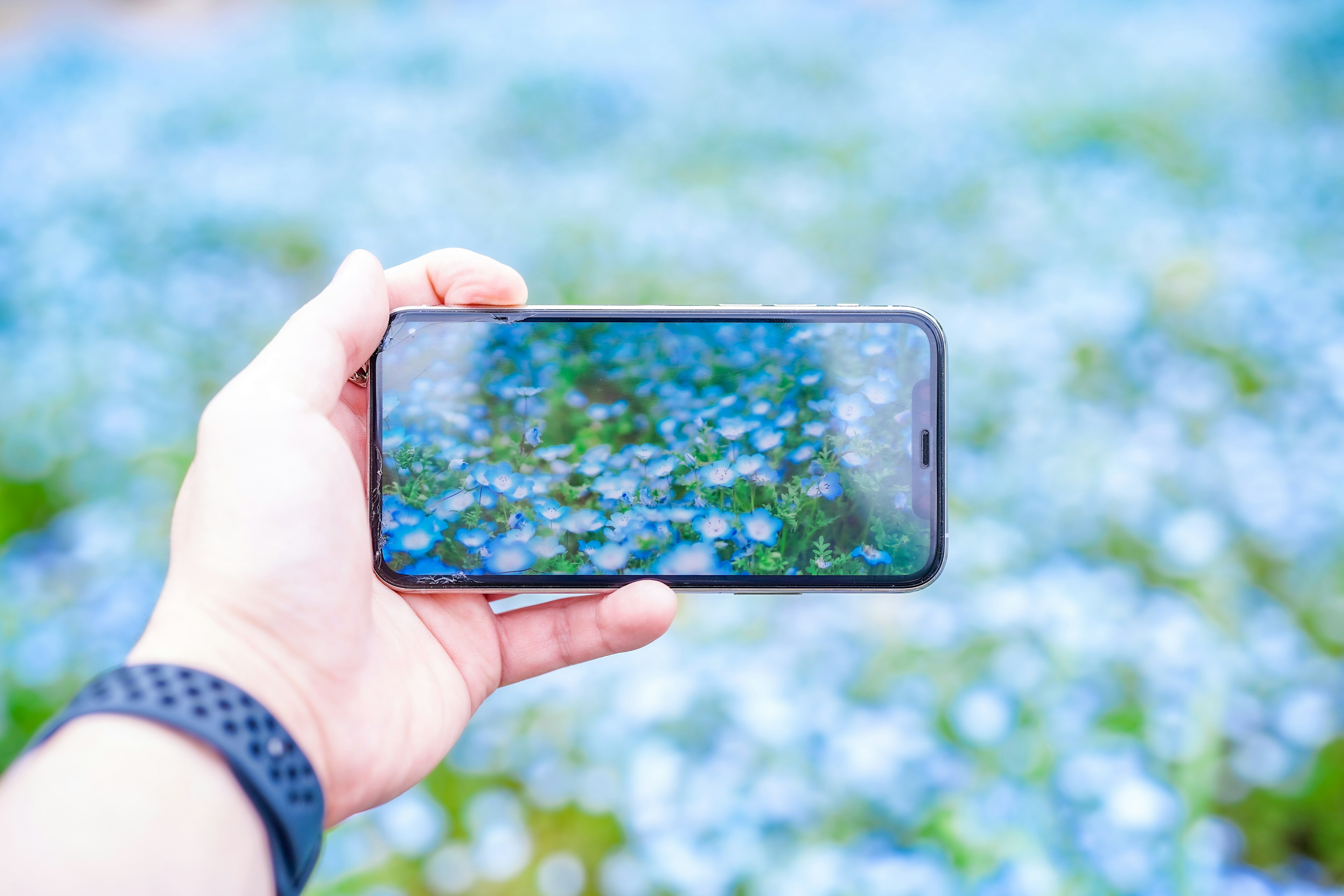 Ein Smartphone, das ein Feld blauer Blumen aufnimmt