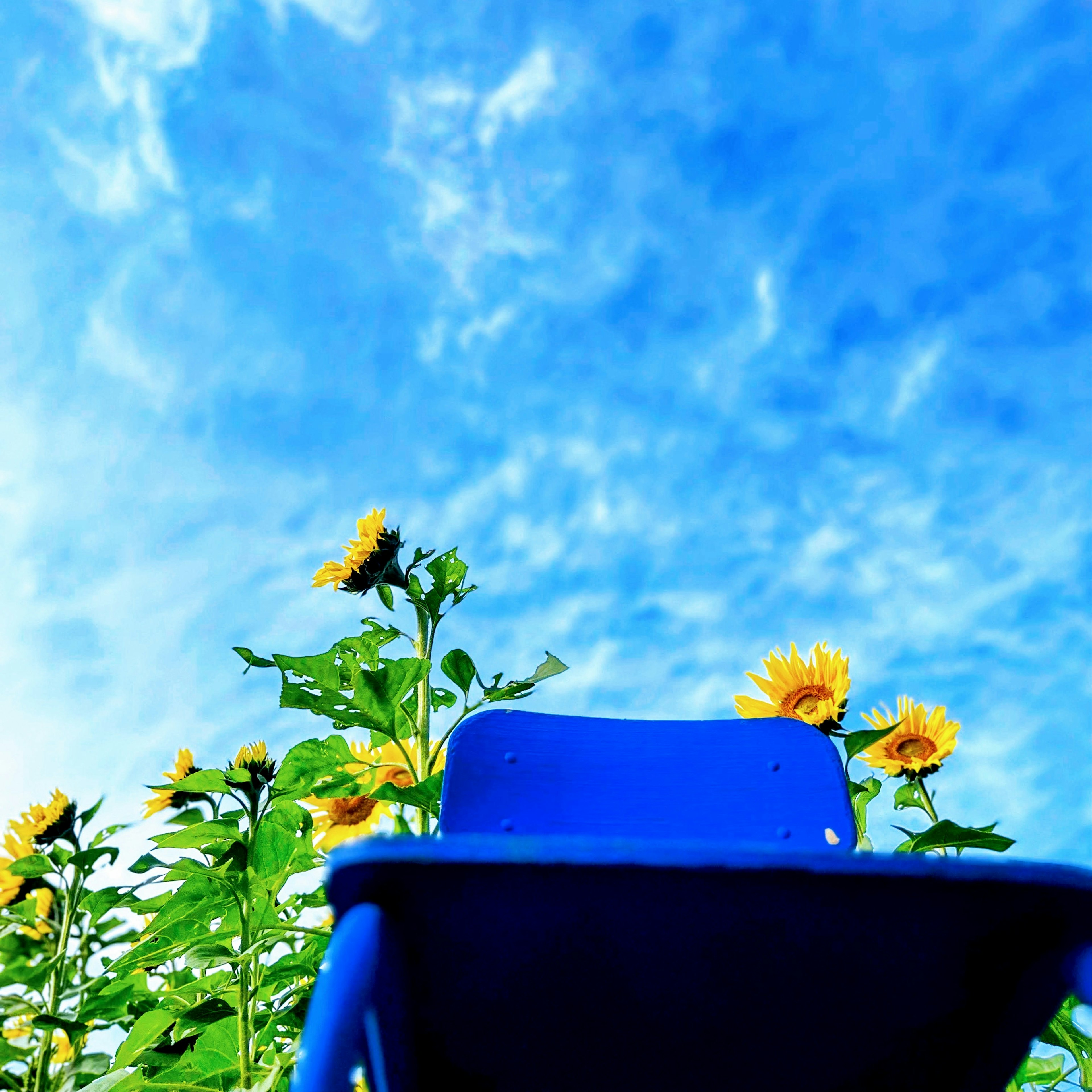 青い椅子と向日葵の花がある青空の風景