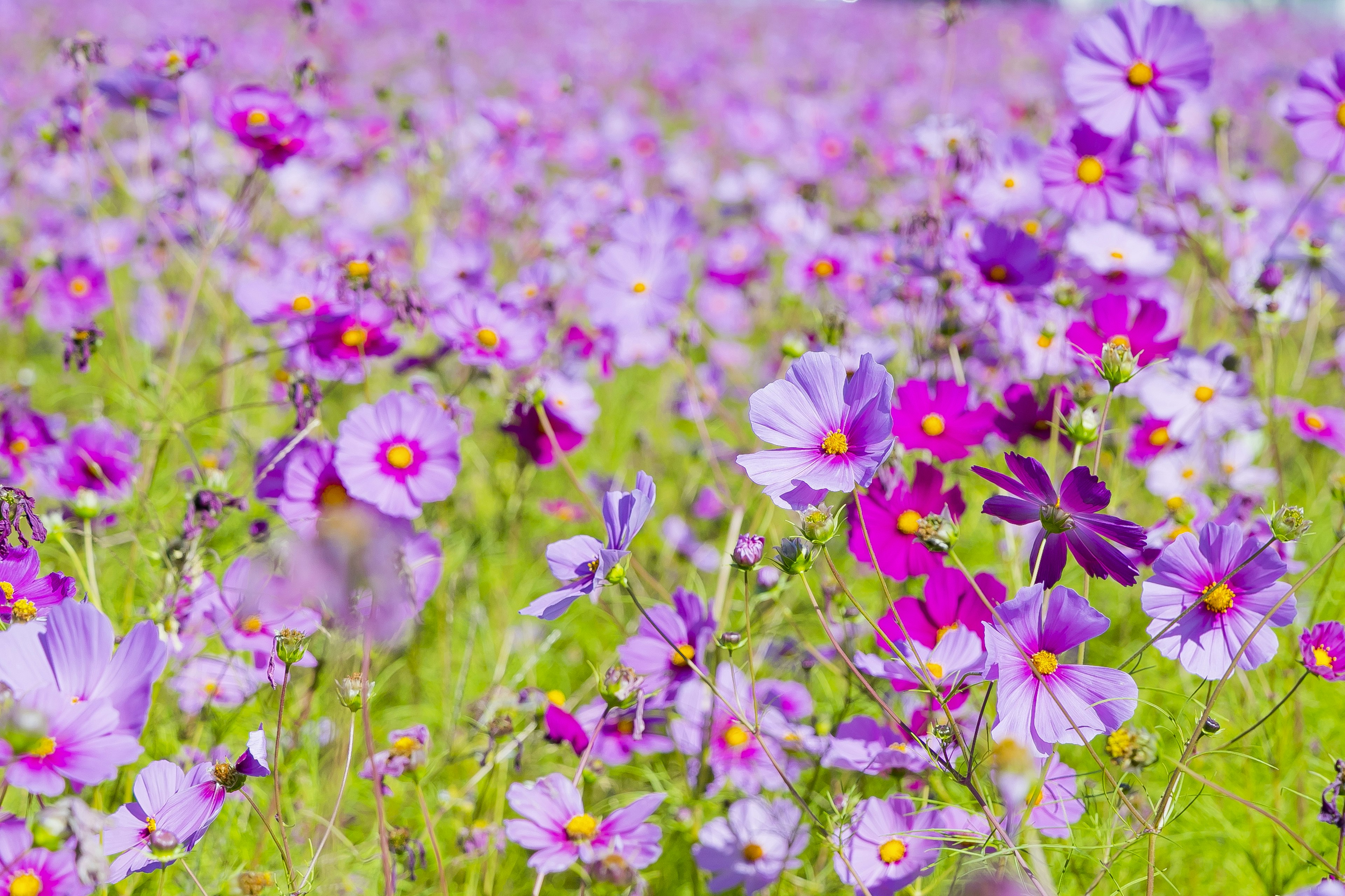 Un campo vibrante di fiori viola in piena fioritura