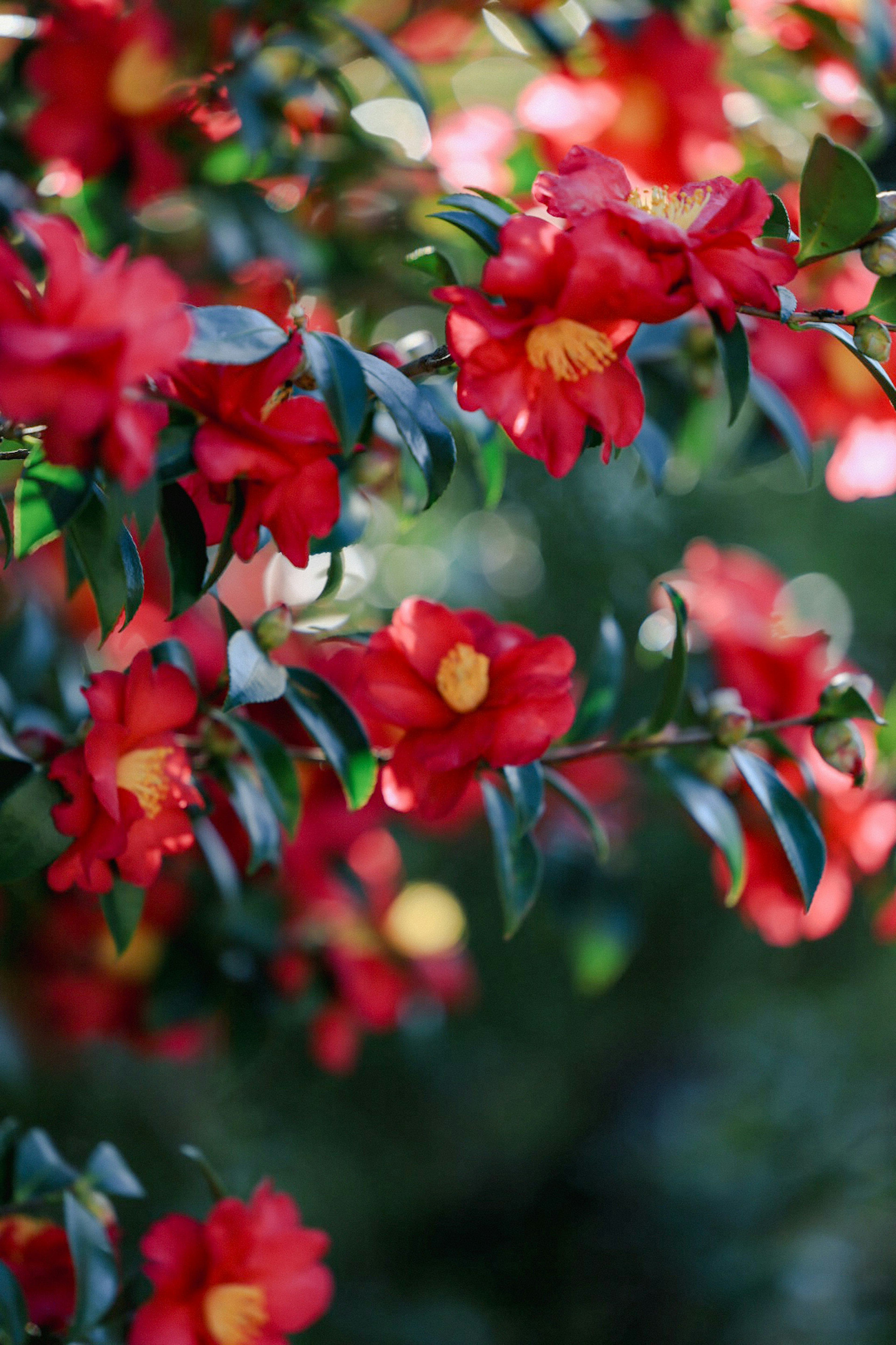 Close-up bunga merah cerah dan daun hijau pada tanaman