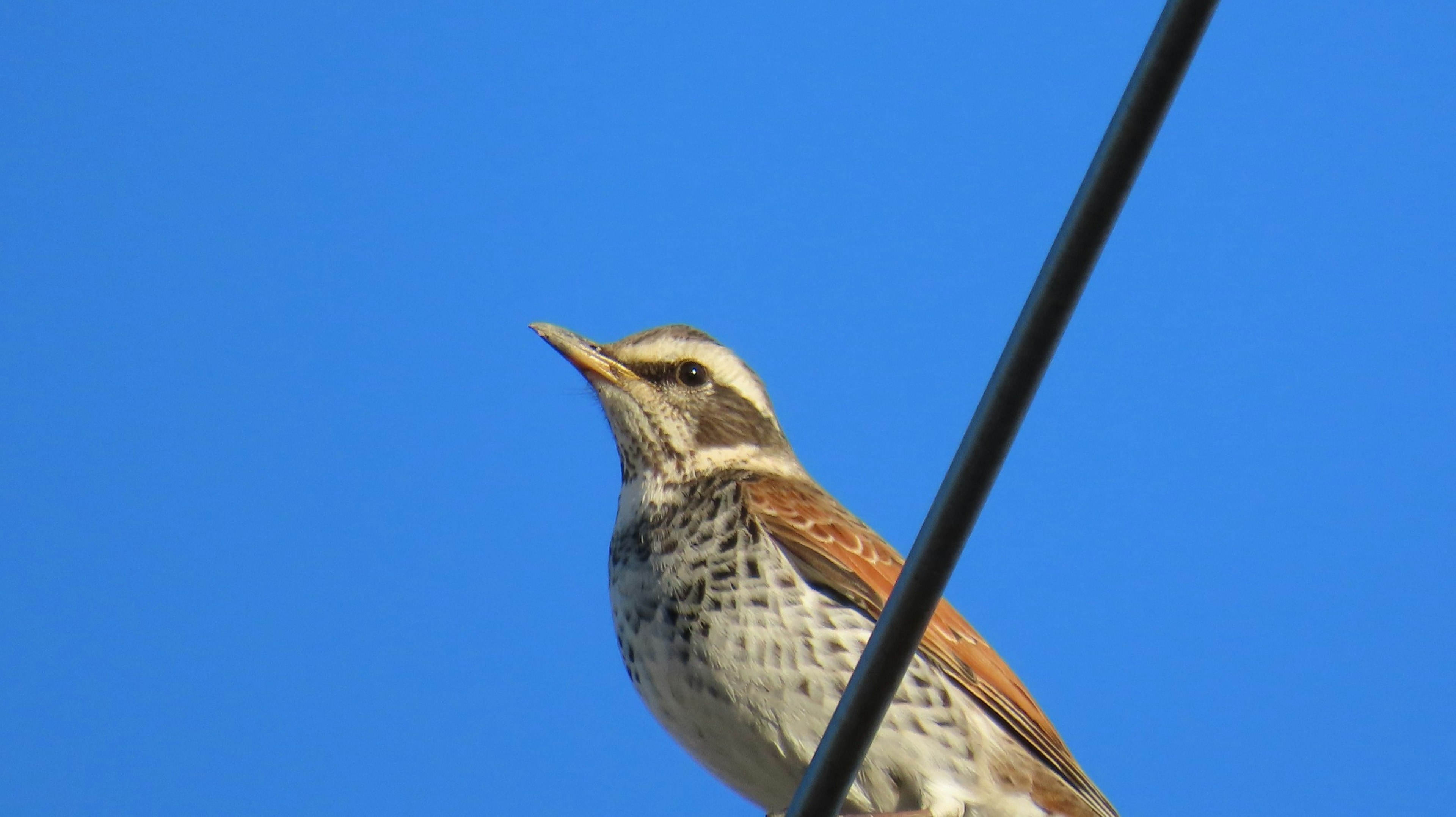 Close-up burung bertengger di kabel dengan latar belakang langit biru