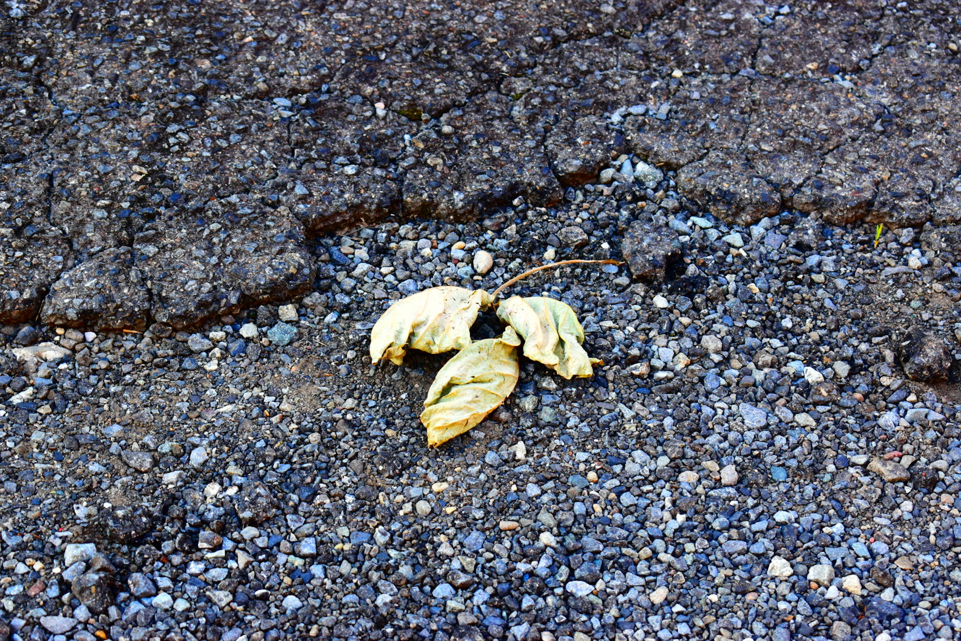 Dried leaves on cracked asphalt surface