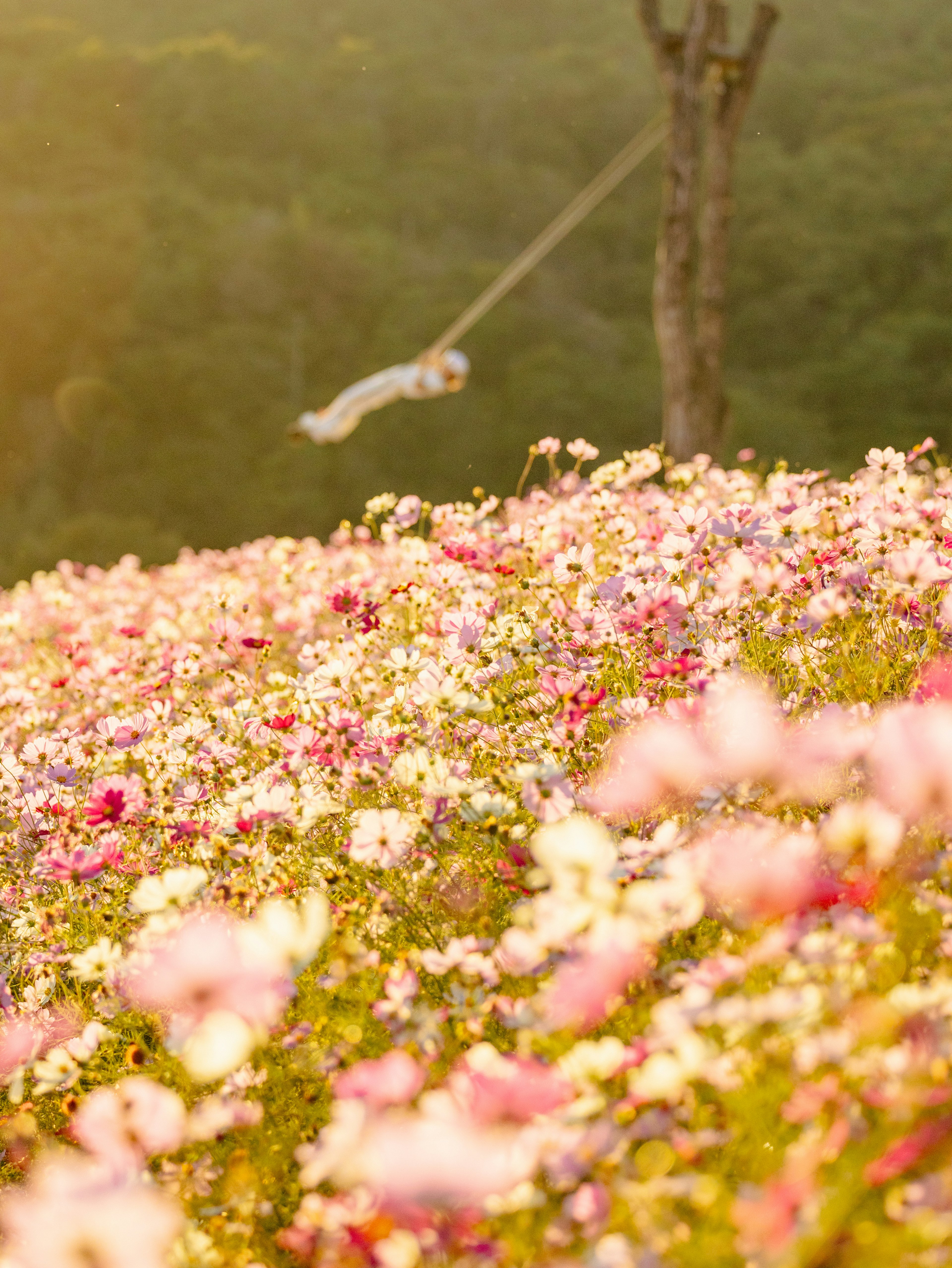 Scenic view of a hillside filled with colorful flowers and a swing in the background