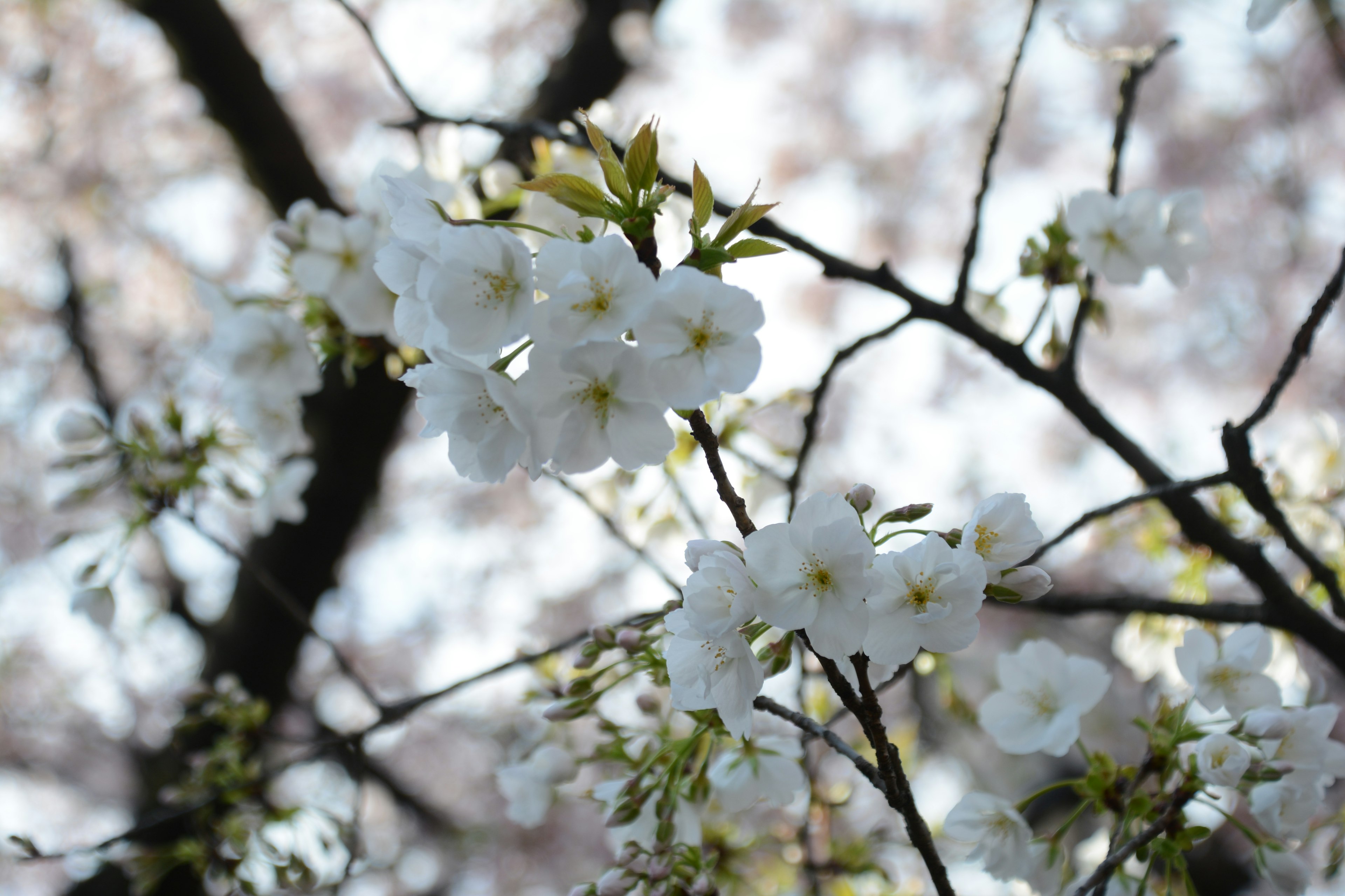 Fiori bianchi di ciliegio in fiore sui rami