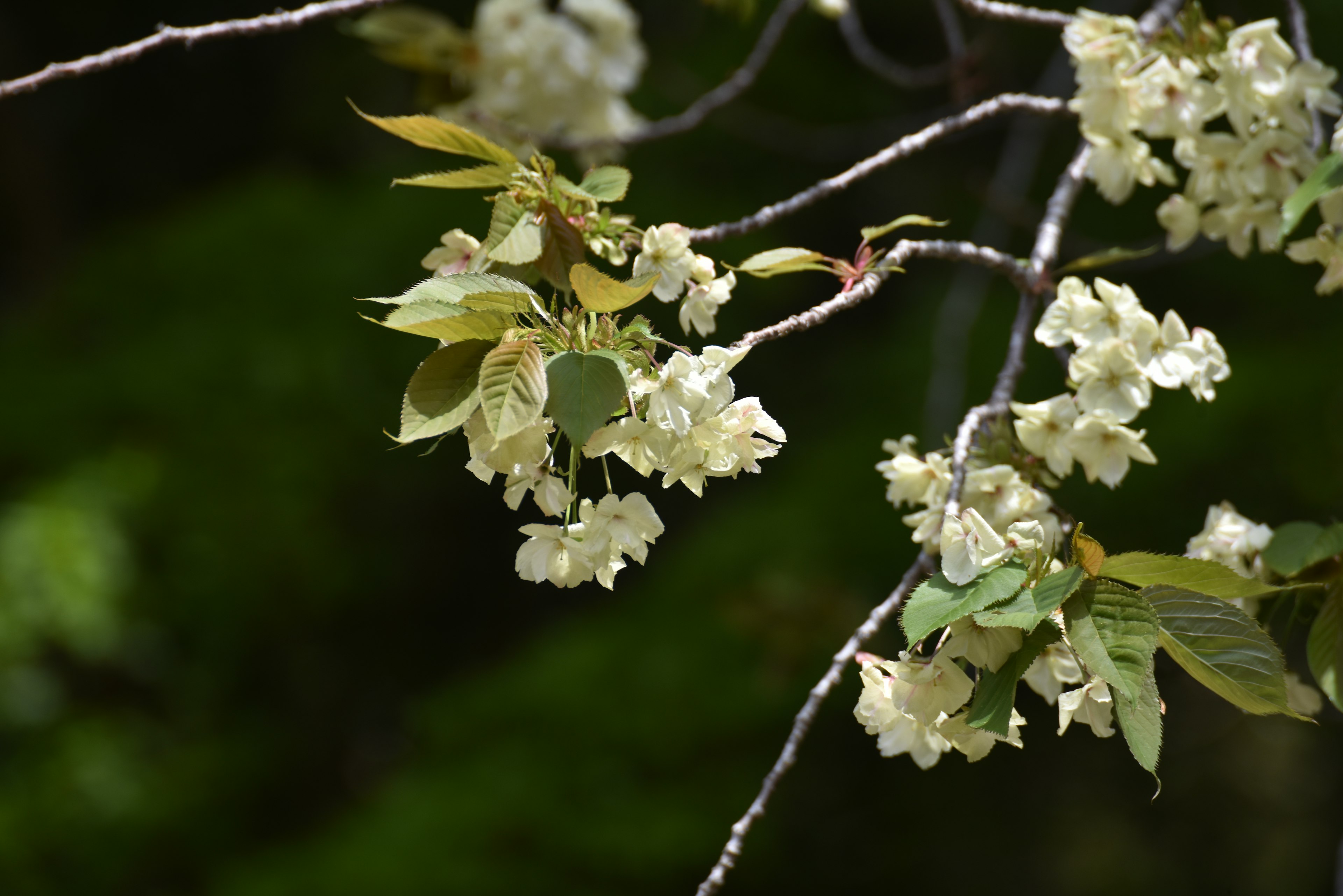 Gros plan d'une branche avec des feuilles vert pâle et des fleurs blanches