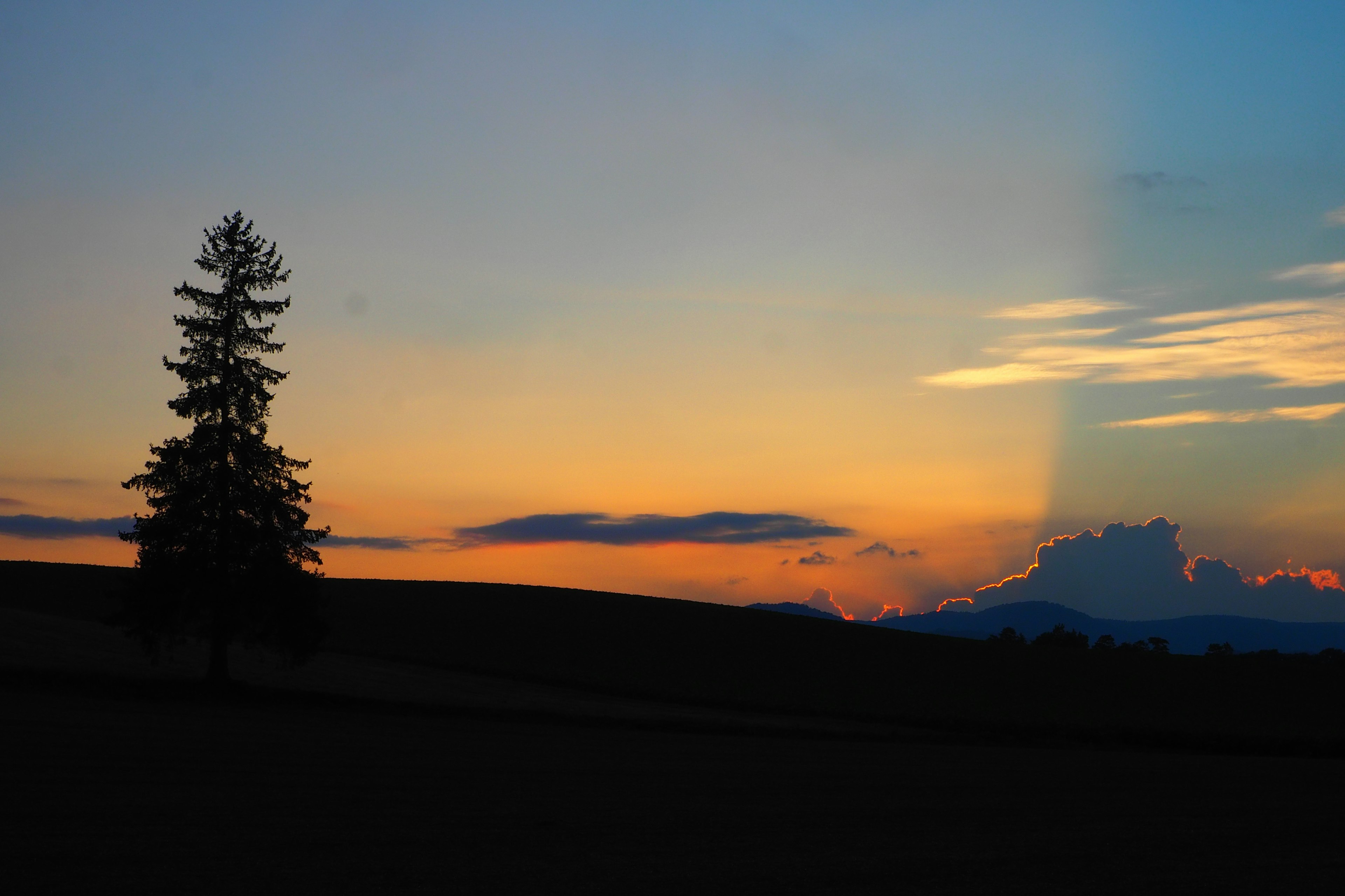 Silhouette di un albero contro un cielo al tramonto